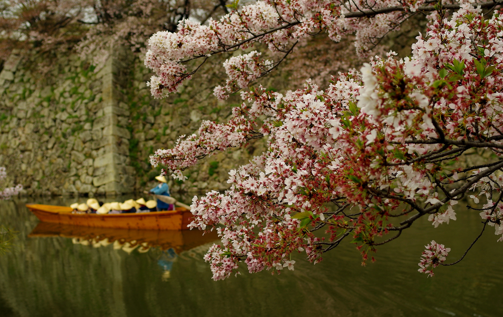 Pentax smc FA 31mm F1.8 AL Limited sample photo. Sakura hnami photography