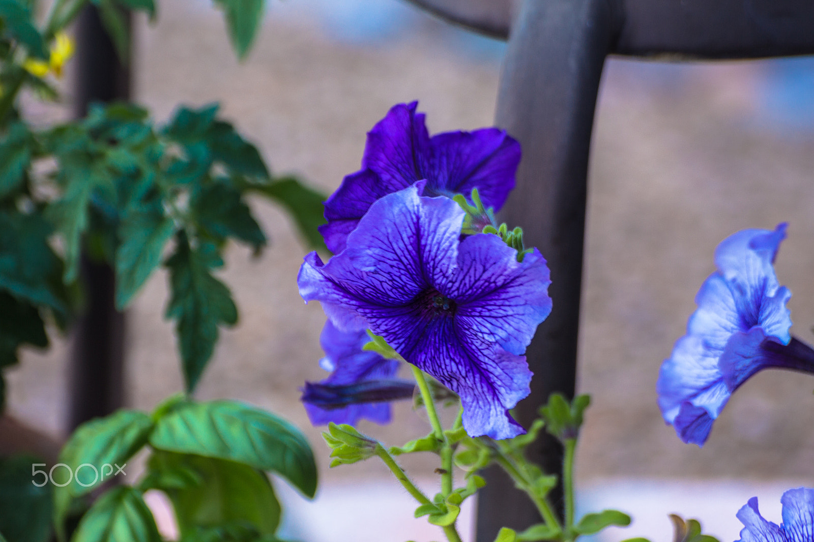Tamron SP 35mm F1.8 Di VC USD sample photo. Petunia 6 photography
