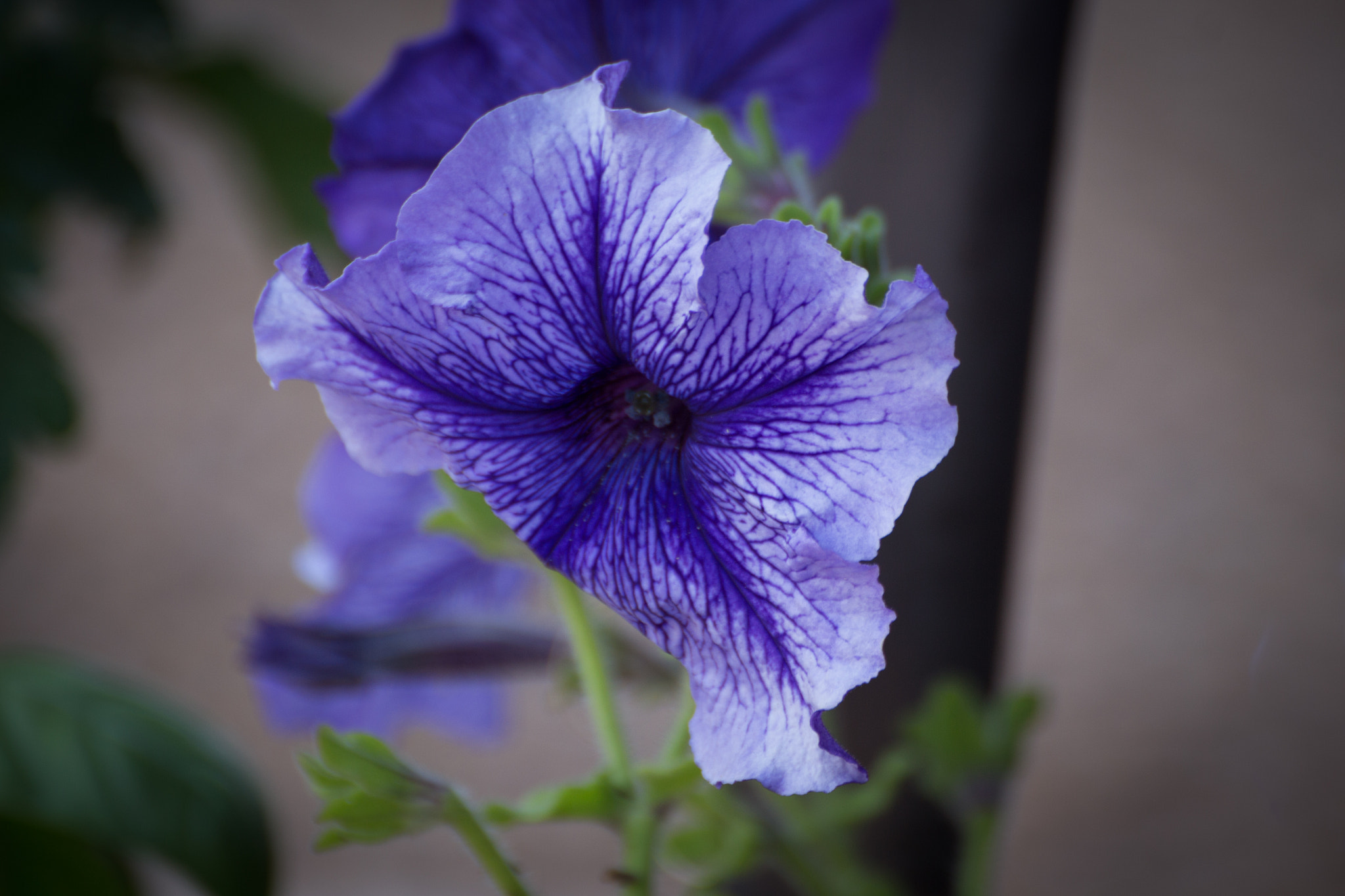Tamron SP 35mm F1.8 Di VC USD sample photo. Petunia 5 photography
