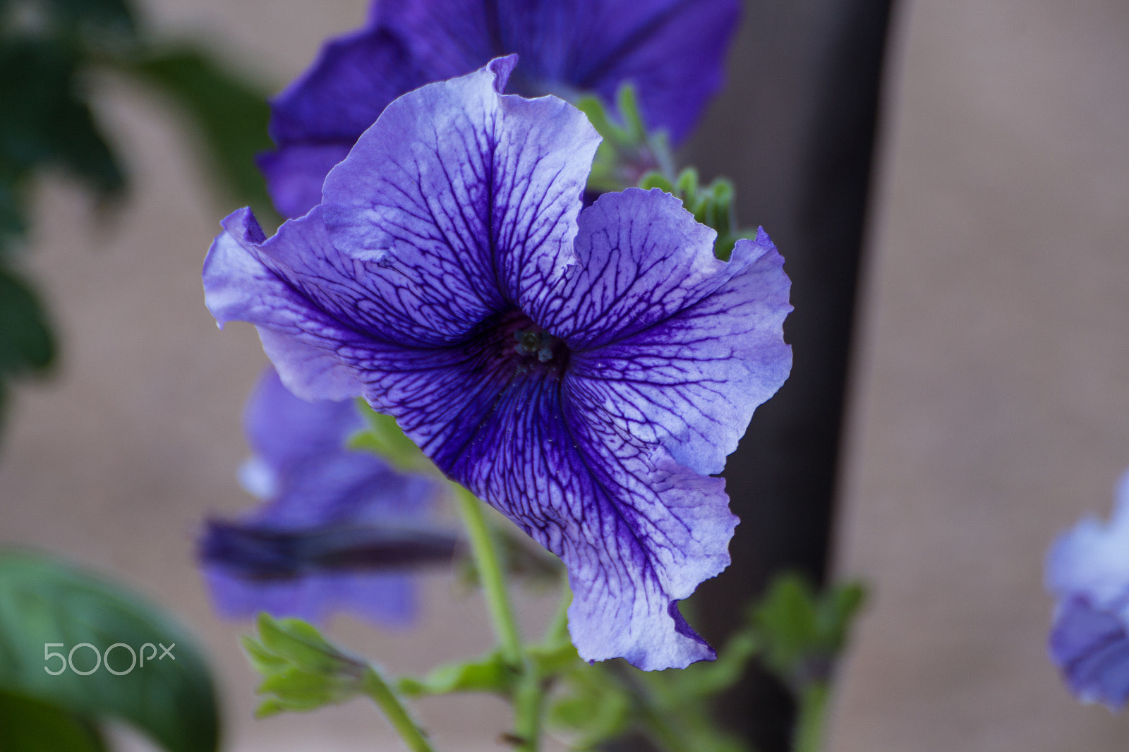 Tamron SP 35mm F1.8 Di VC USD sample photo. Petunia 4 photography
