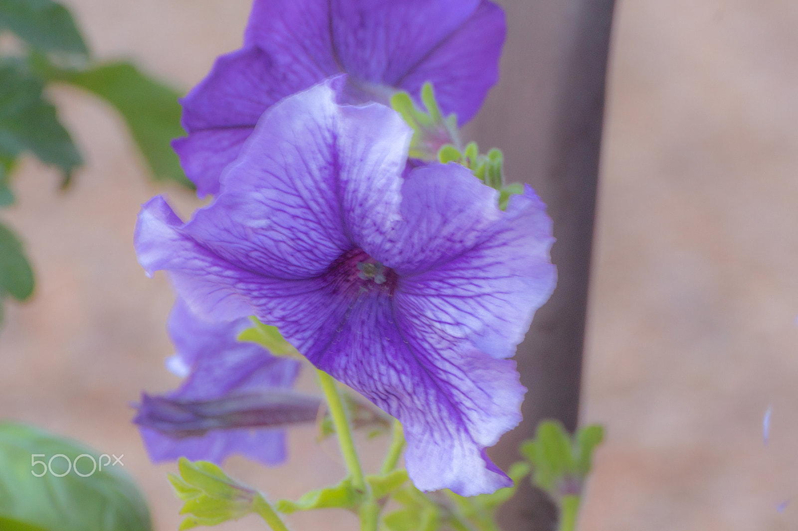 Tamron SP 35mm F1.8 Di VC USD sample photo. Petunia 3 photography