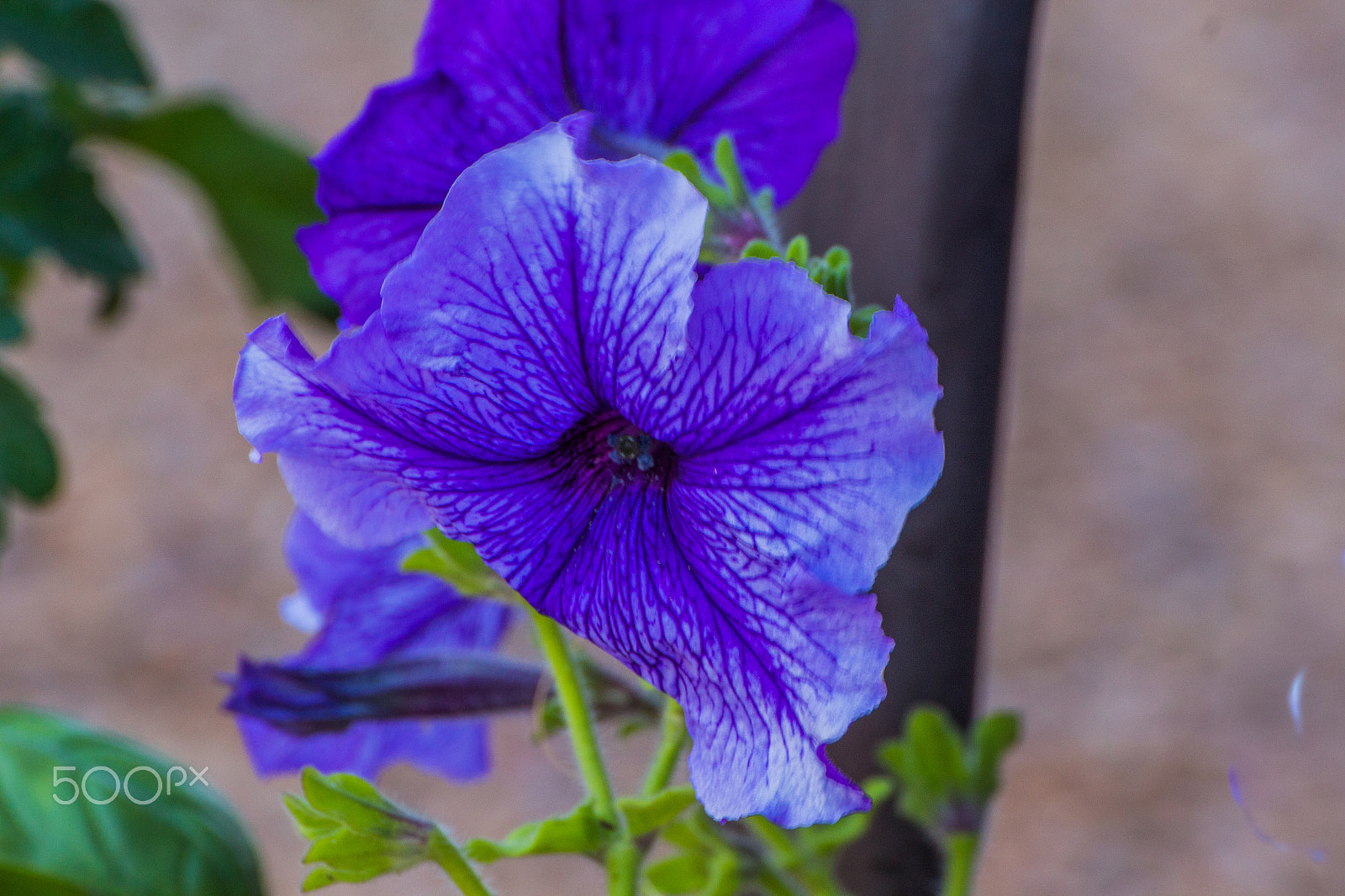 Tamron SP 35mm F1.8 Di VC USD sample photo. Petunia 2 photography