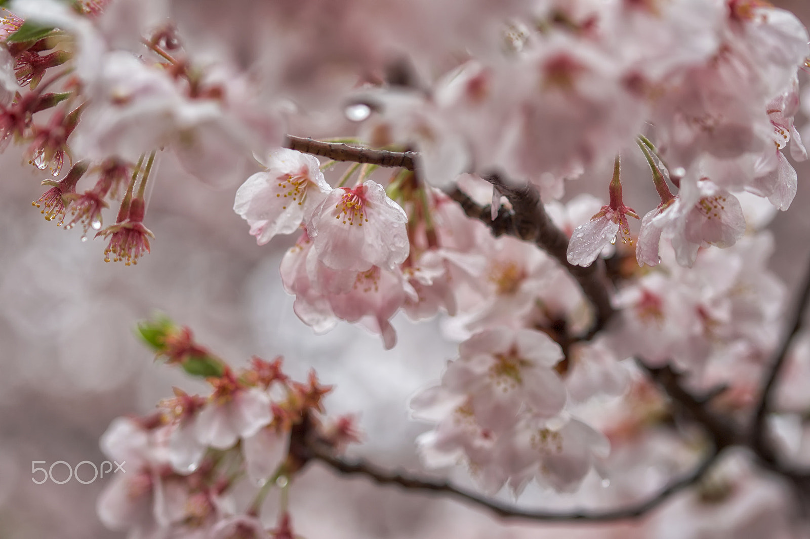 Nikon Df + AF Nikkor 50mm f/1.8 sample photo. Rainniday photography