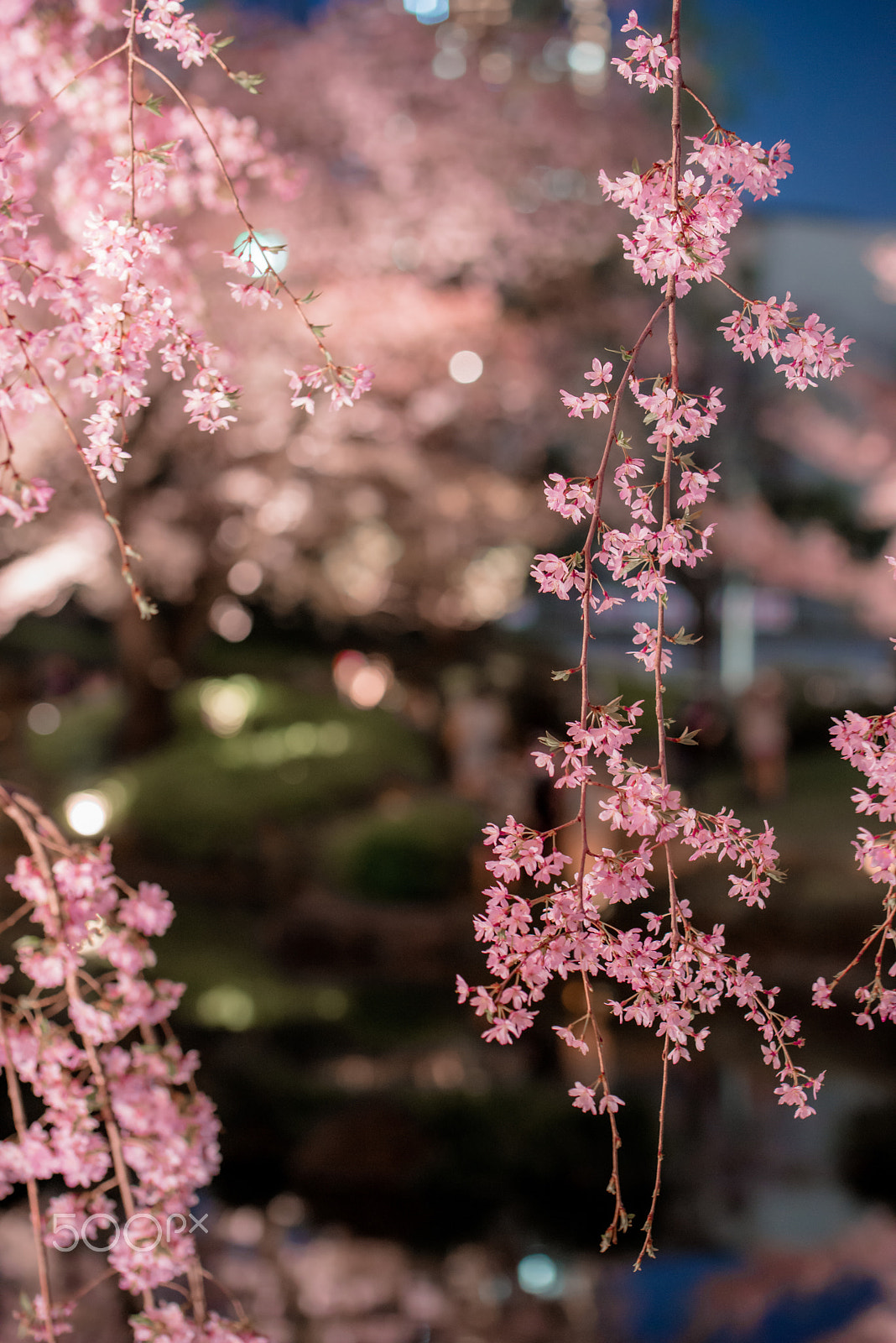 Nikon D600 sample photo. Cherry blossom photography