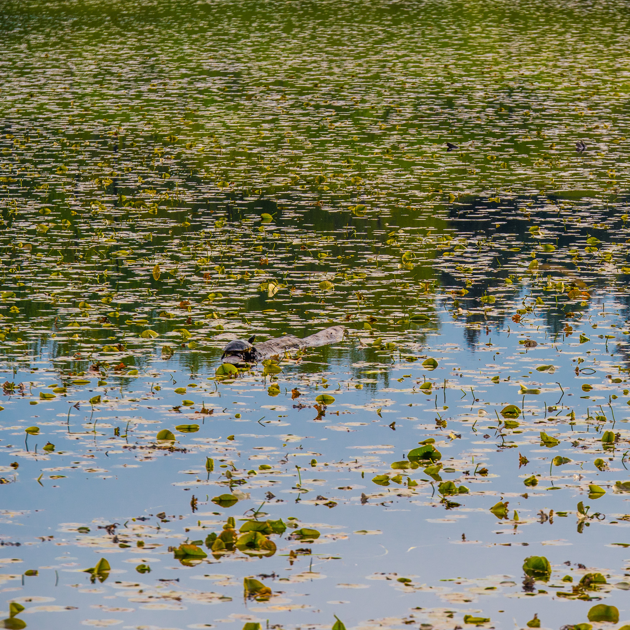 Panasonic Lumix G X Vario 35-100mm F2.8 OIS sample photo. Camouflage photography