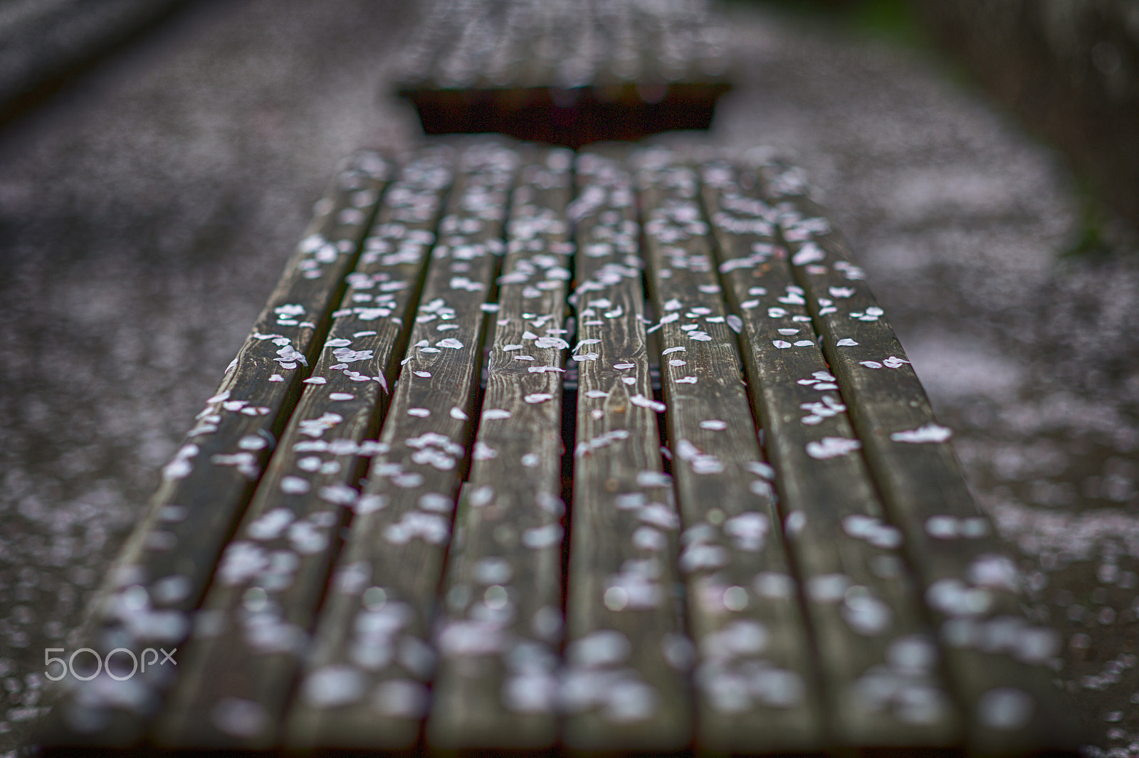 Nikon Df + AF Nikkor 50mm f/1.8 sample photo. End of the sakura blooming photography