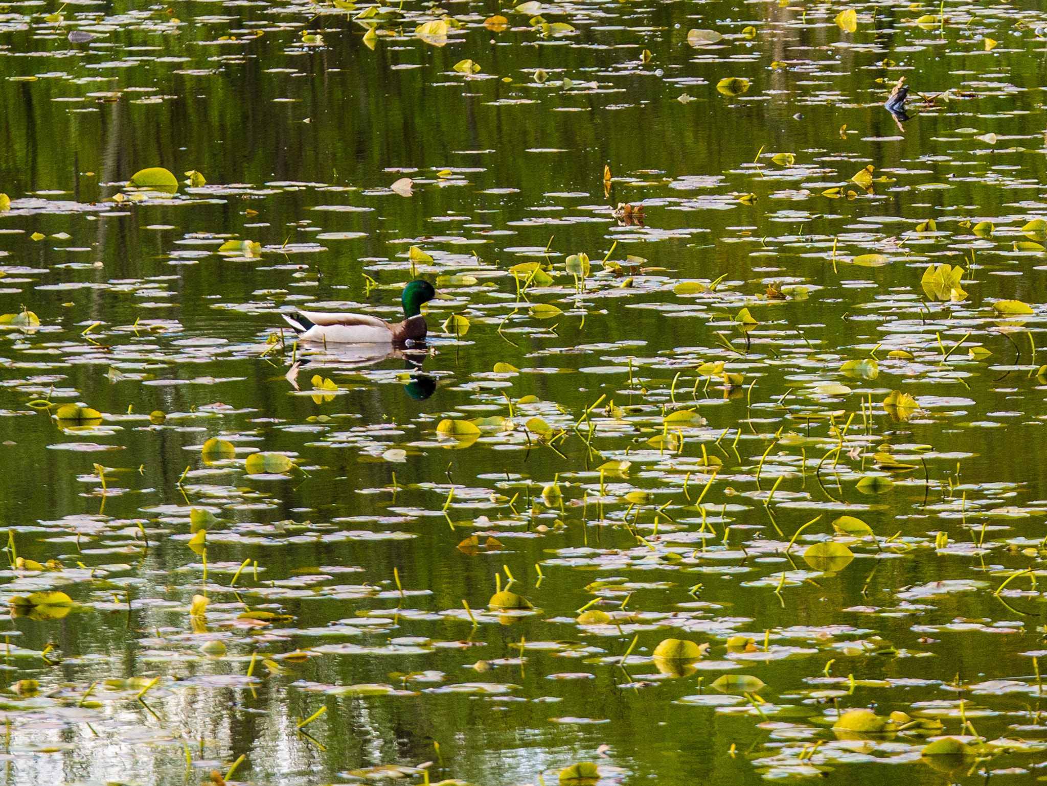 Panasonic Lumix G X Vario 35-100mm F2.8 OIS sample photo. Camouflage photography