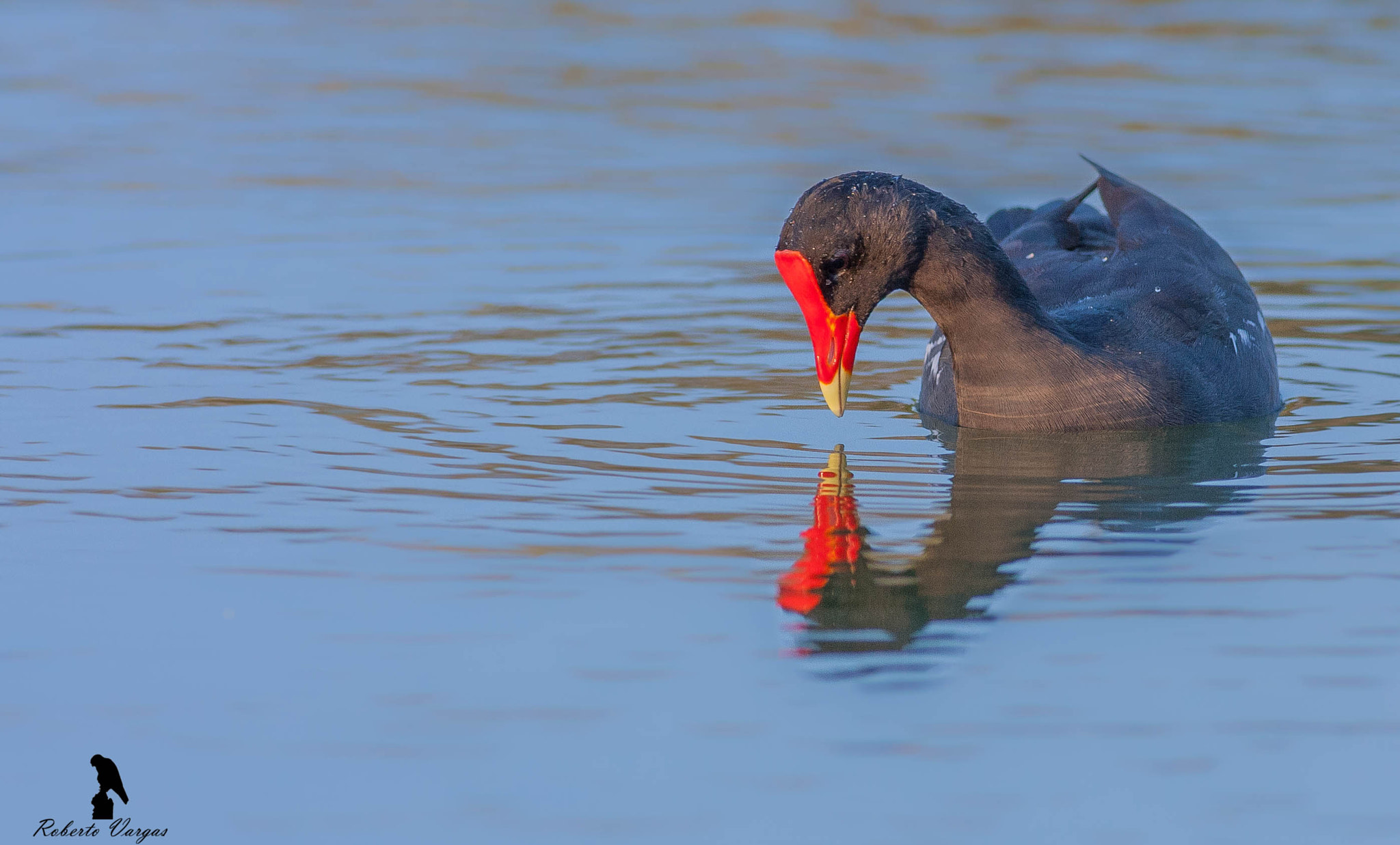 Canon EOS 40D + Canon EF 400mm F5.6L USM sample photo. Common gallinule photography