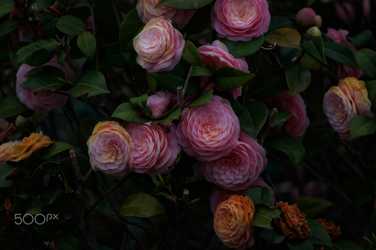 Nikon Df + AF Nikkor 50mm f/1.8 sample photo. Camellia. photography