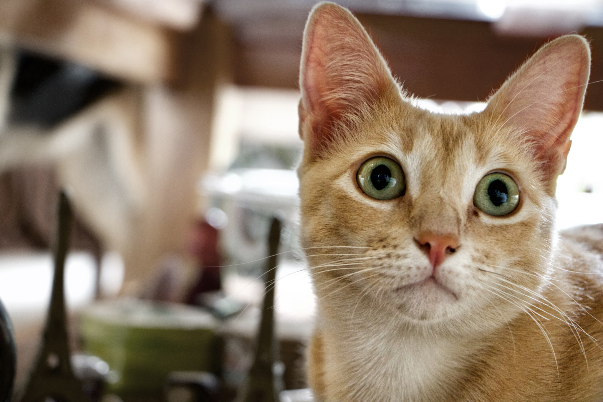 Canon EF-S 18-135mm F3.5-5.6 IS STM sample photo. Surprise photography
