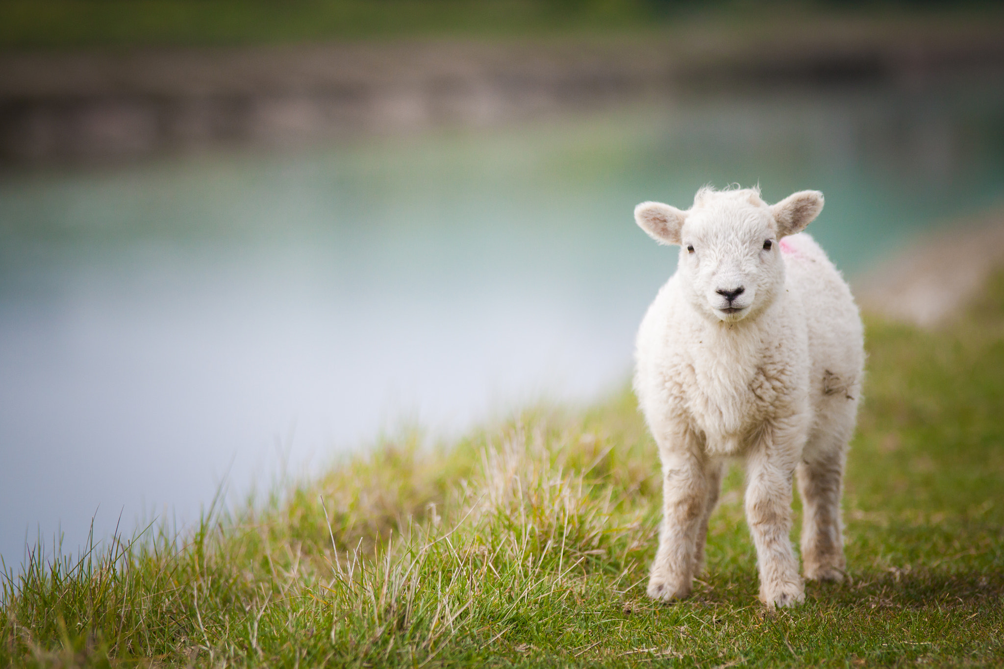 Tamron SP AF 70-200mm F2.8 Di LD (IF) MACRO sample photo. Adorable lamb photography