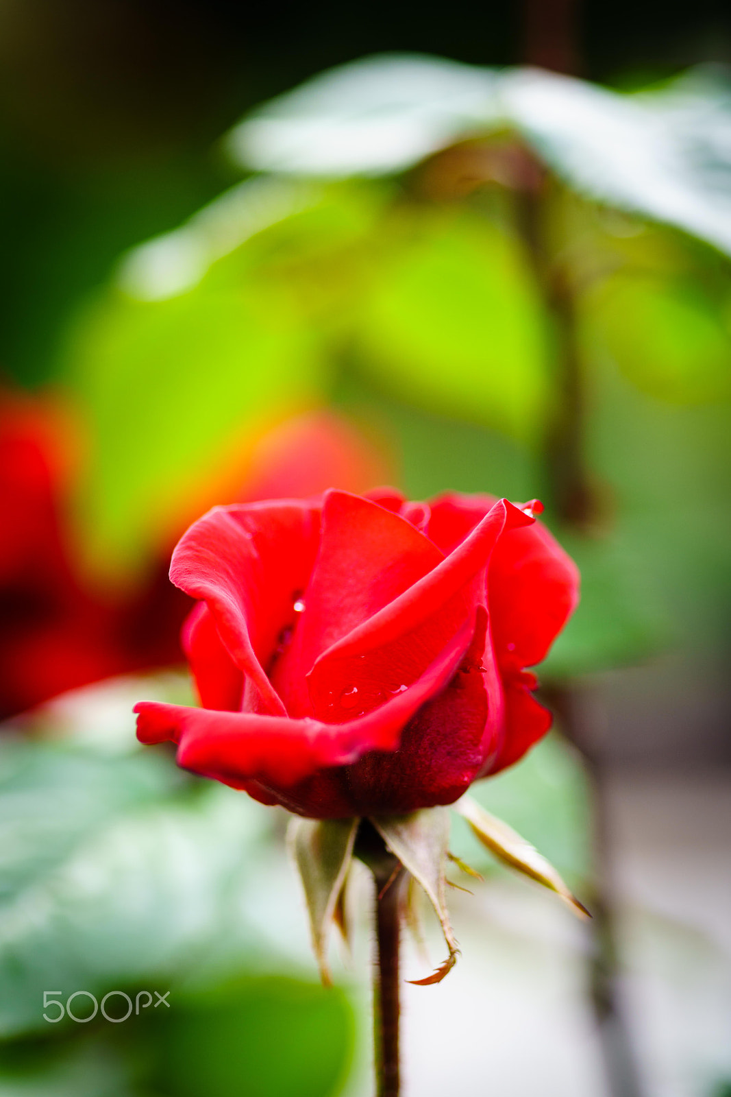 Minolta AF 100mm F2.8 Macro [New] sample photo. Rose bud photography