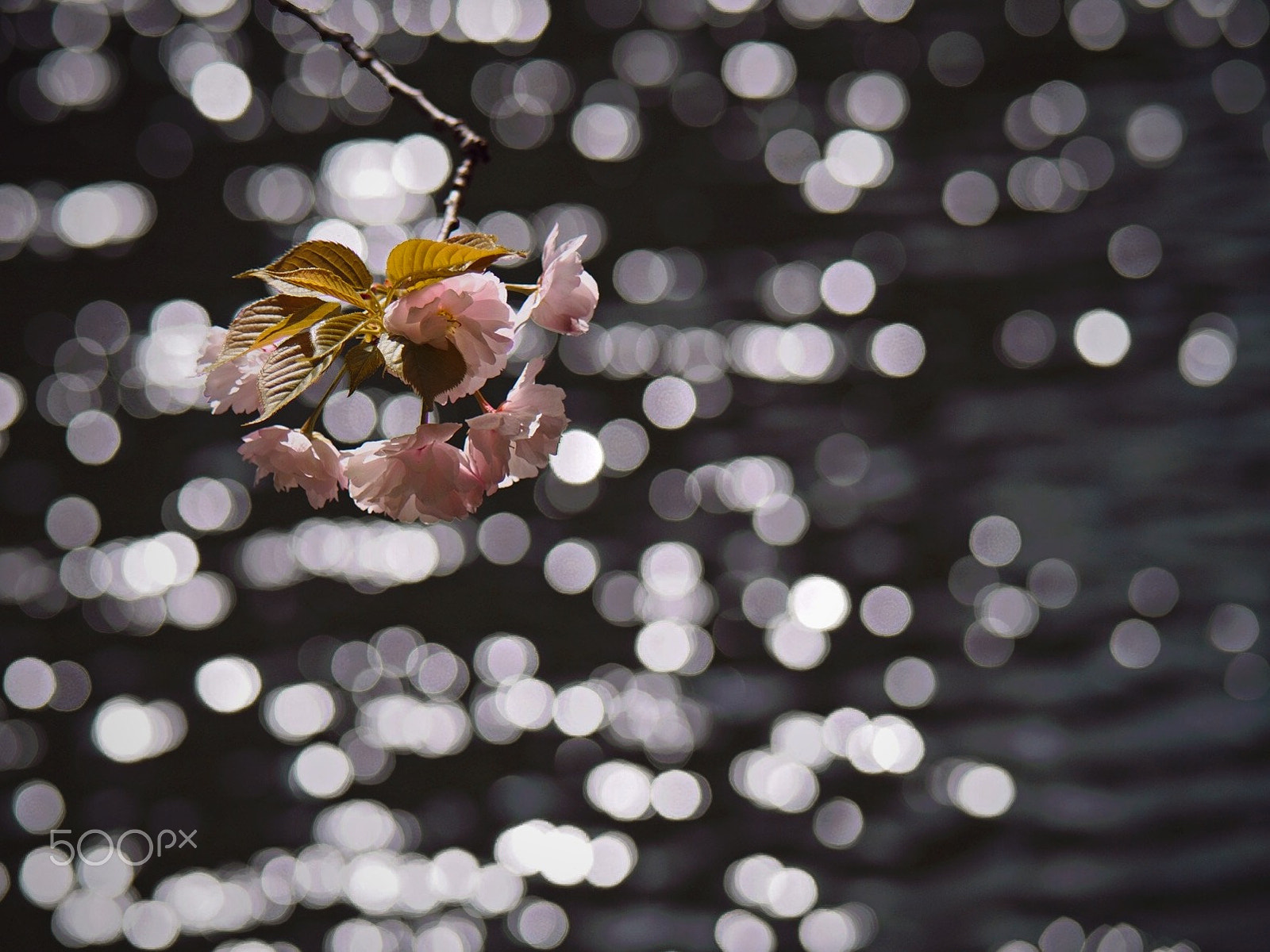 Olympus PEN E-PM2 sample photo. Double-flowered sakura photography