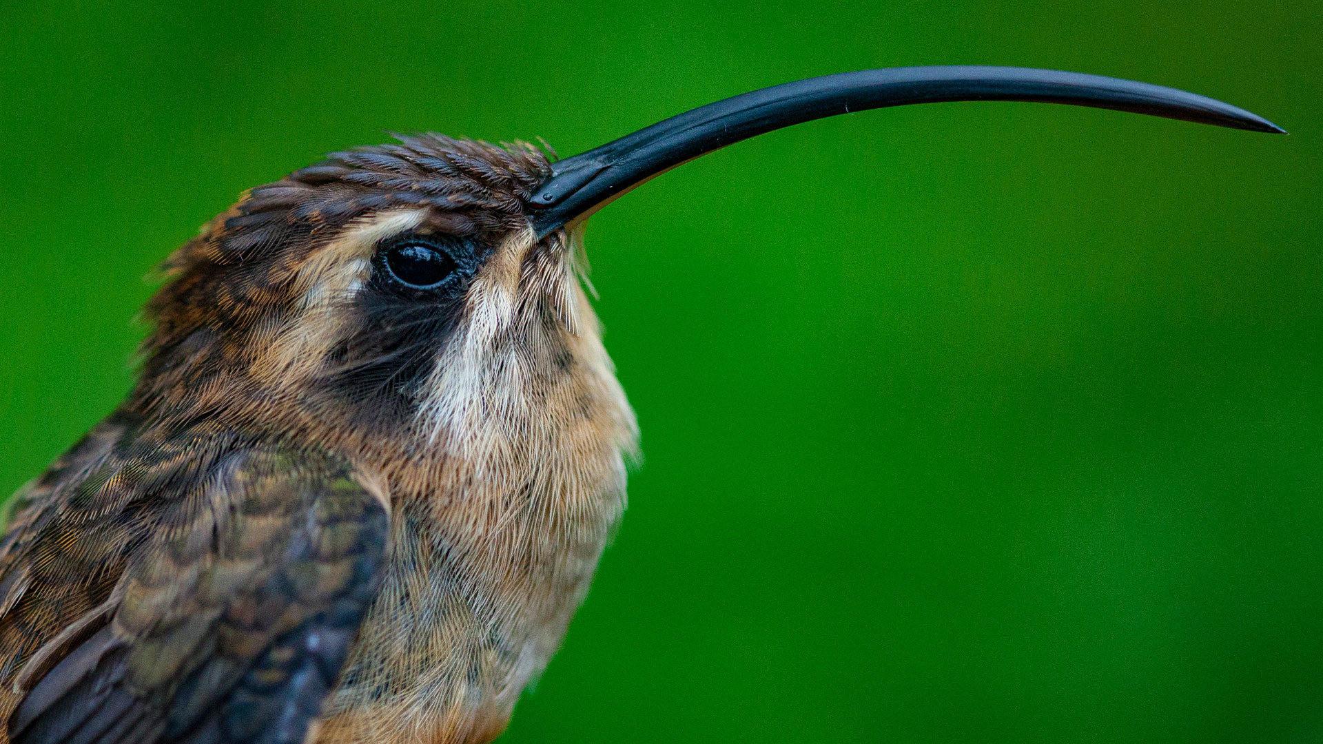 Canon EOS 30D + Canon EF 100mm F2.8 Macro USM sample photo. Long-billed hermit photography