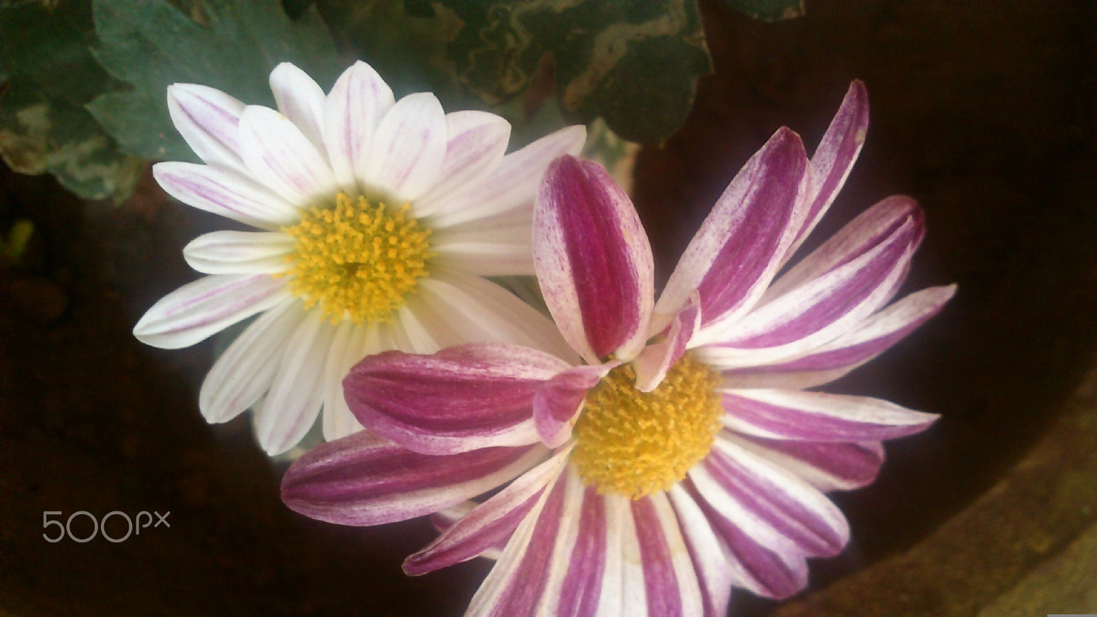 Sony Ericsson Live with Walkman sample photo. Bloooom! photography
