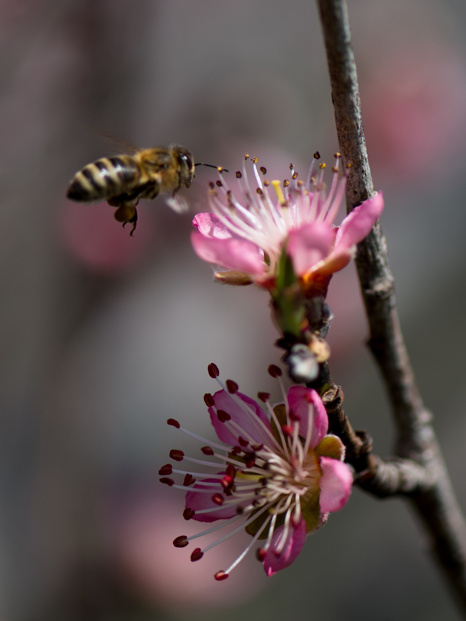 Nikon Df sample photo. Peach blossom photography