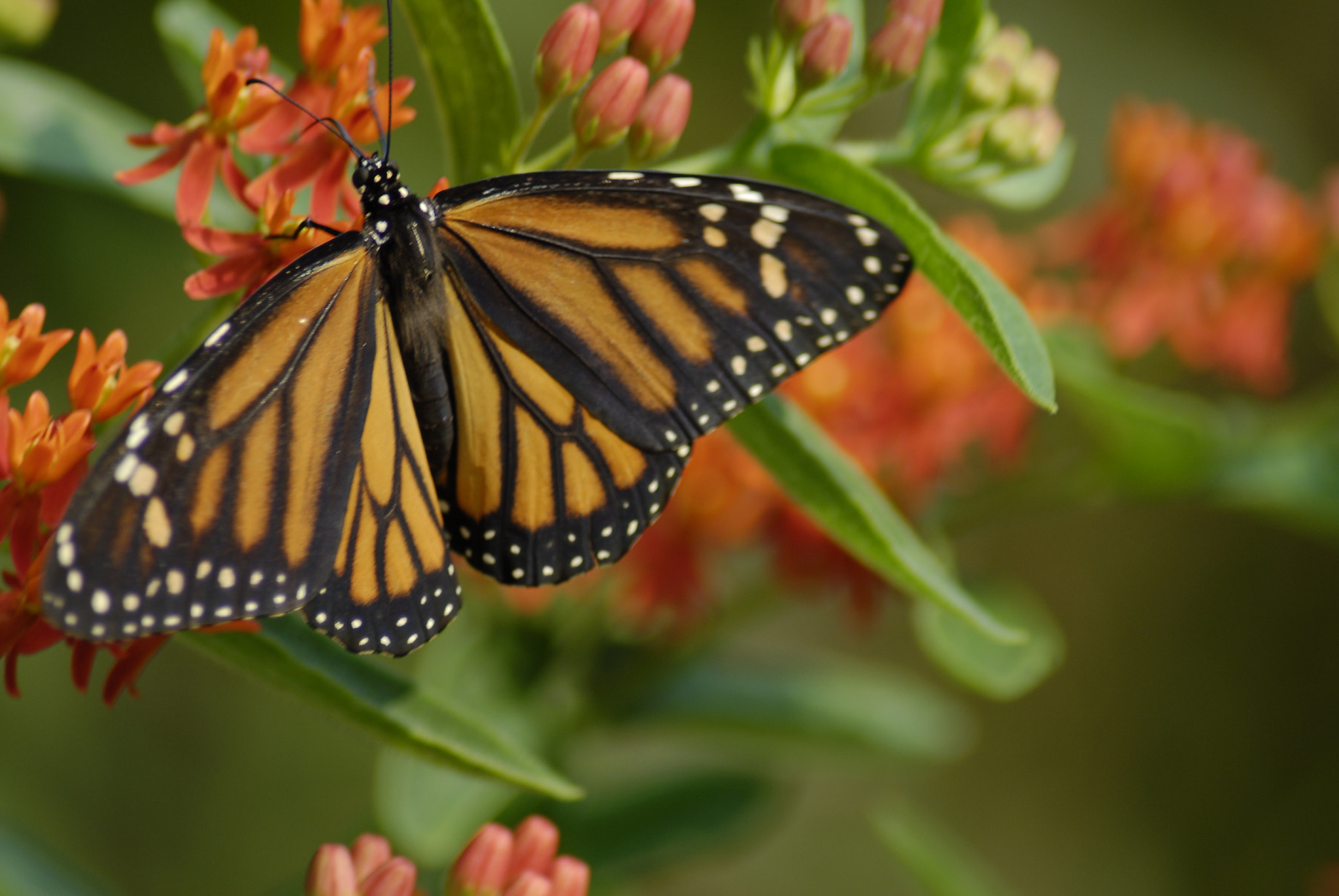 Nikon D200 + AF Zoom-Nikkor 70-300mm f/4-5.6D ED sample photo. Monarch butterfly photography