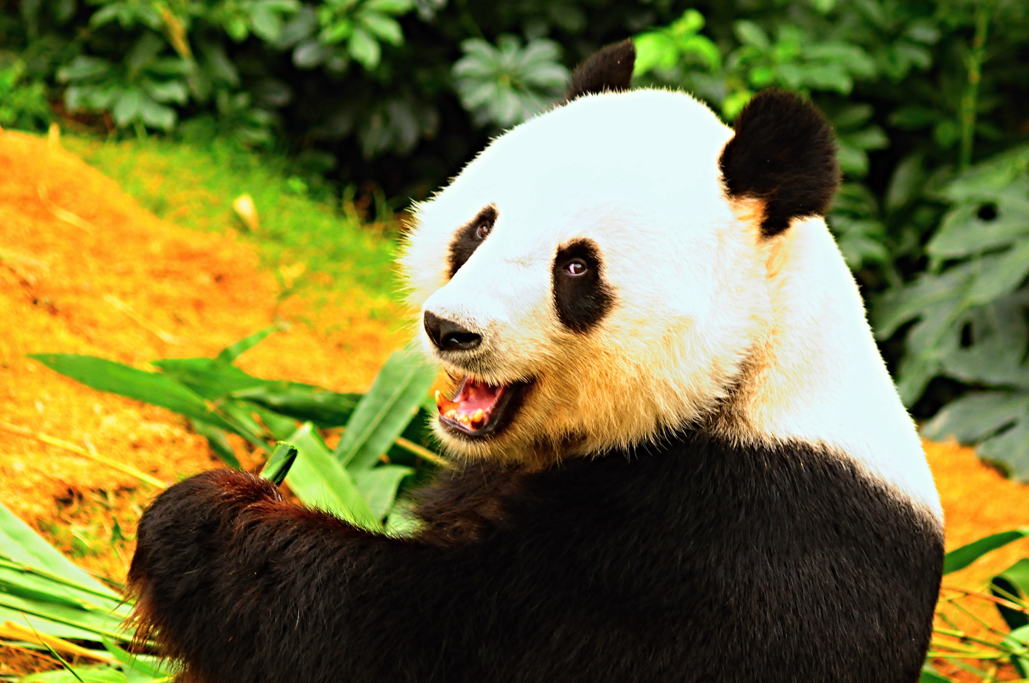 AF Zoom-Nikkor 75-300mm f/4.5-5.6 sample photo. "what's up guys? it's my lunch time!" photography