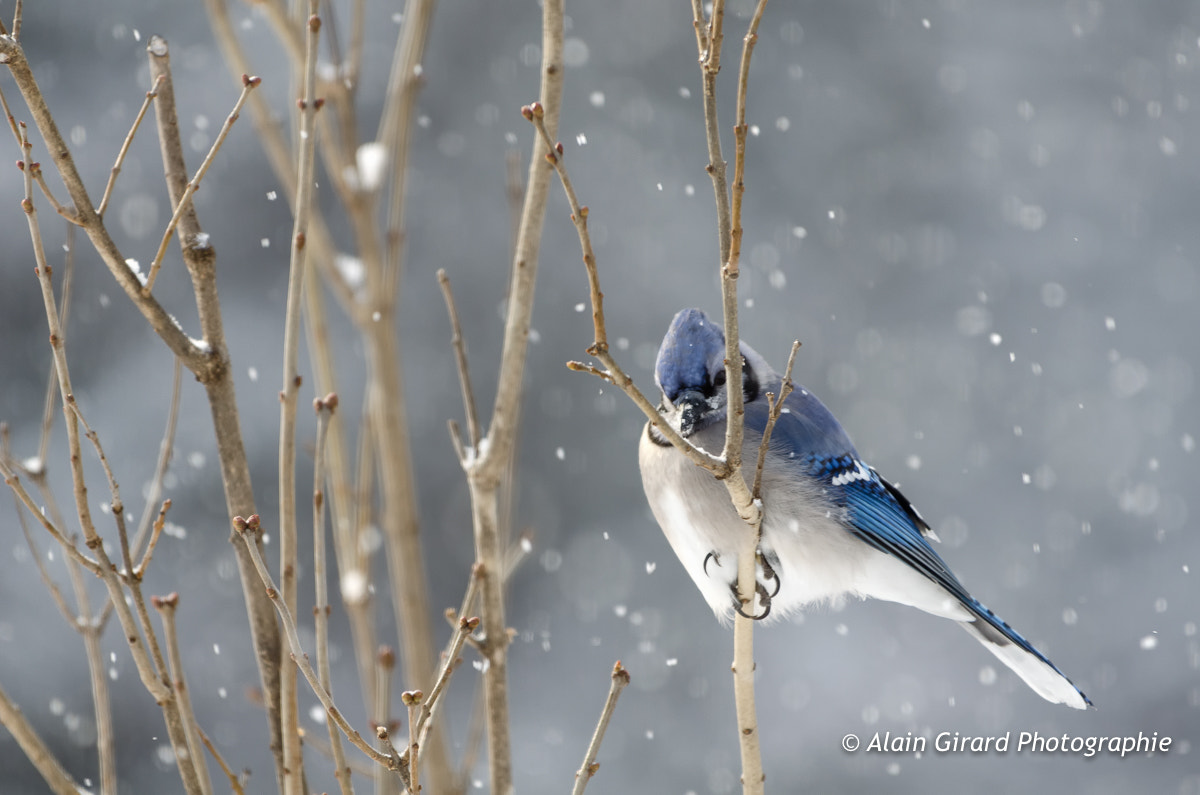 Nikon AF-S Nikkor 200-500mm F5.6E ED VR sample photo. Geai bleu photography