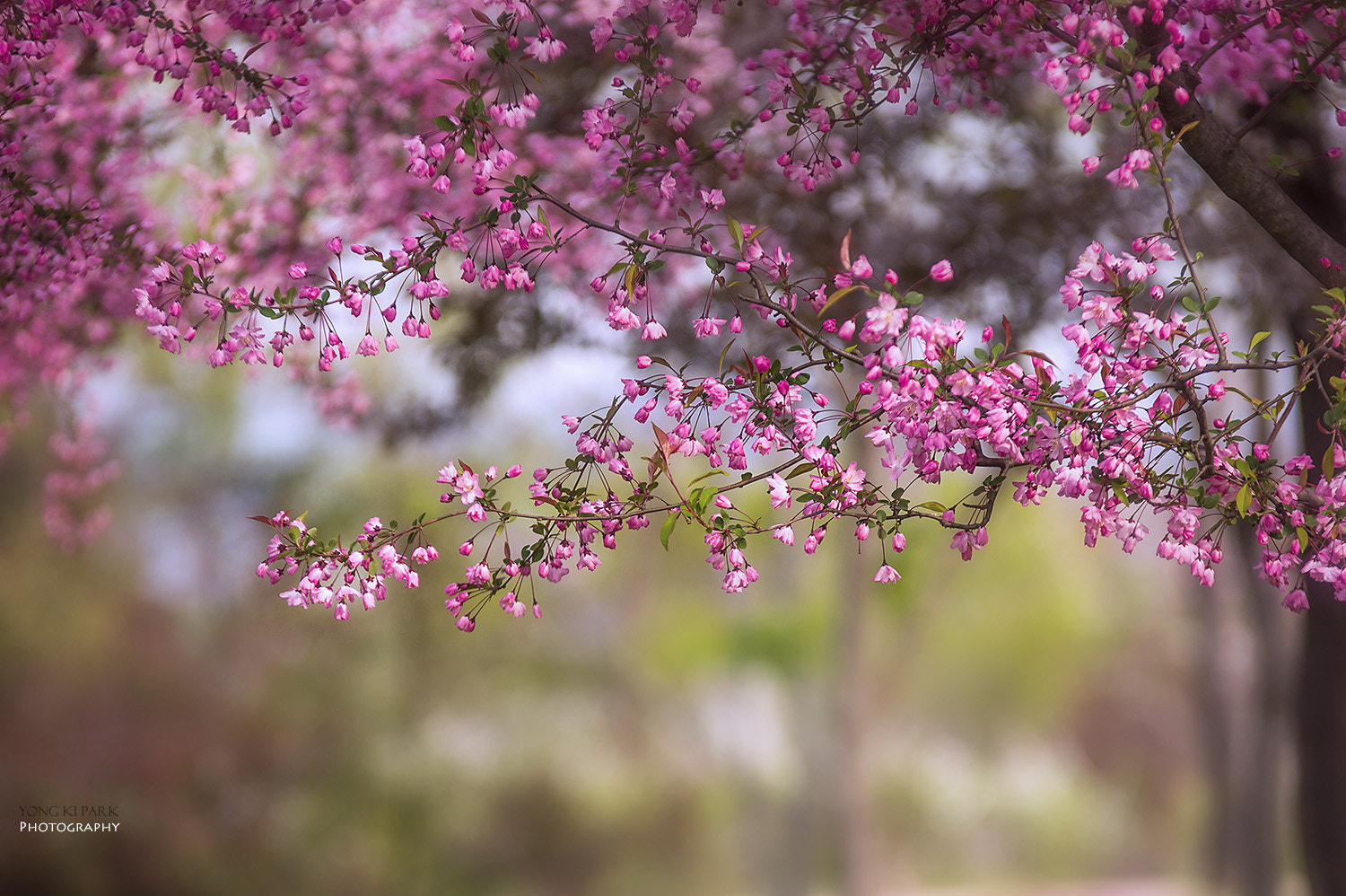 Pentax K-3 sample photo. Forest of april-2 photography