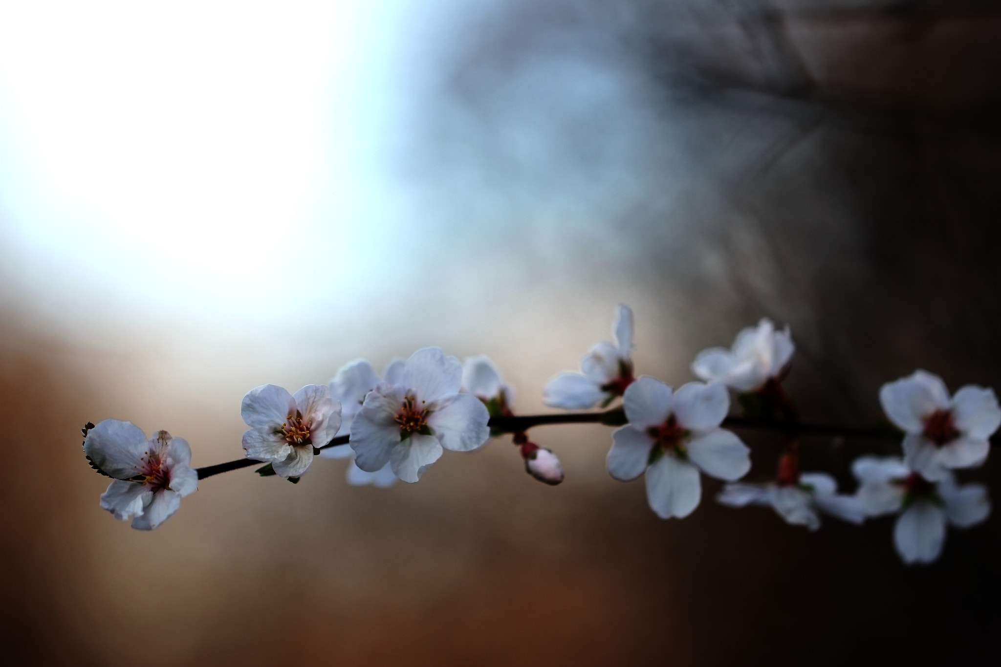 Canon EF 100mm F2.8L Macro IS USM sample photo. Cherry blossom photography