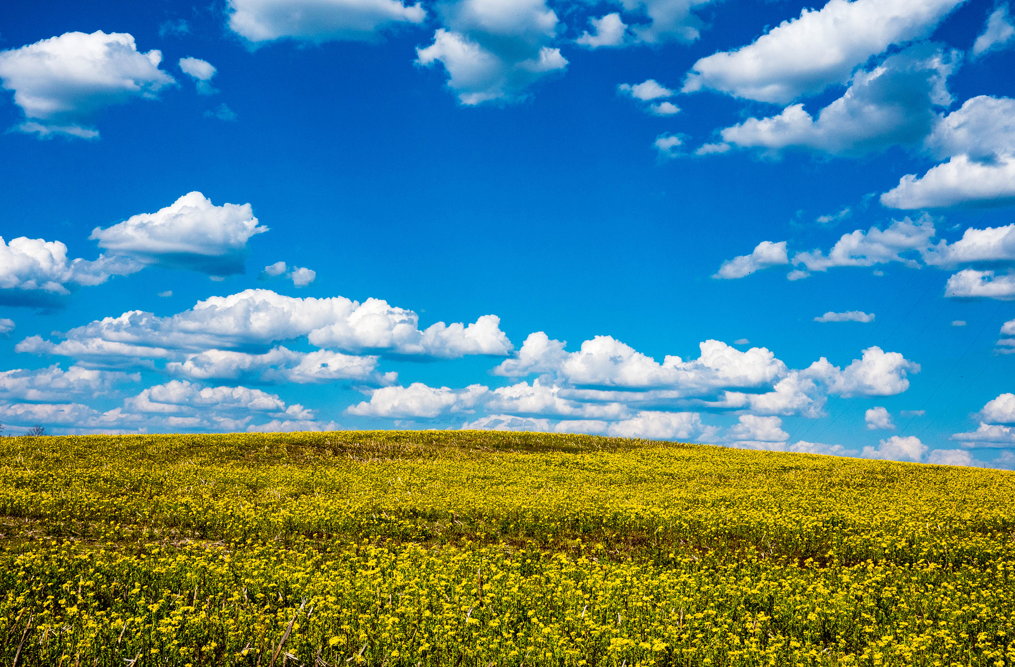 Panasonic Lumix DMC-GX8 + LUMIX G 20/F1.7 II sample photo. Kentucky goldenrod photography