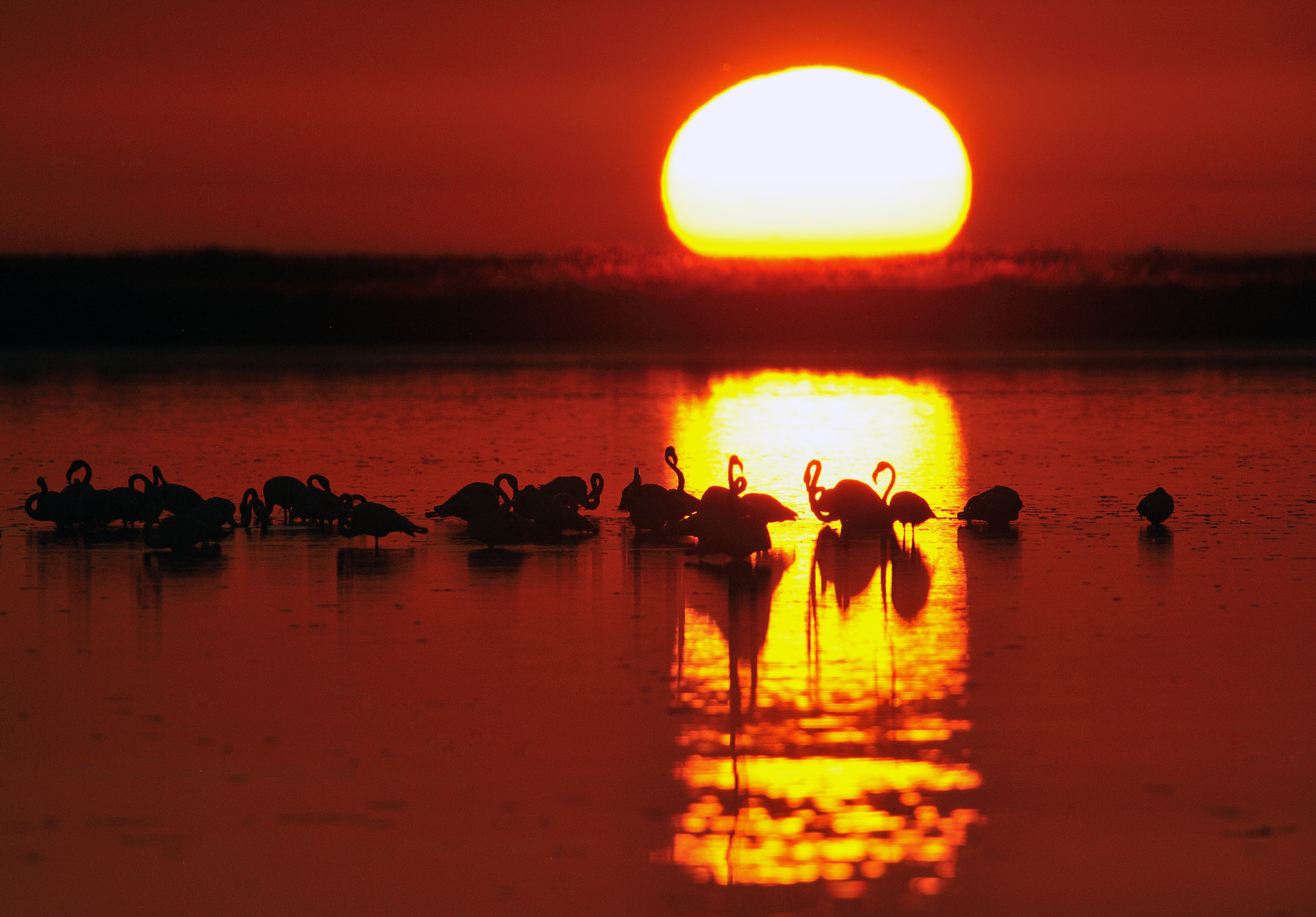 Nikon D3X sample photo. Ratitos de doñana photography