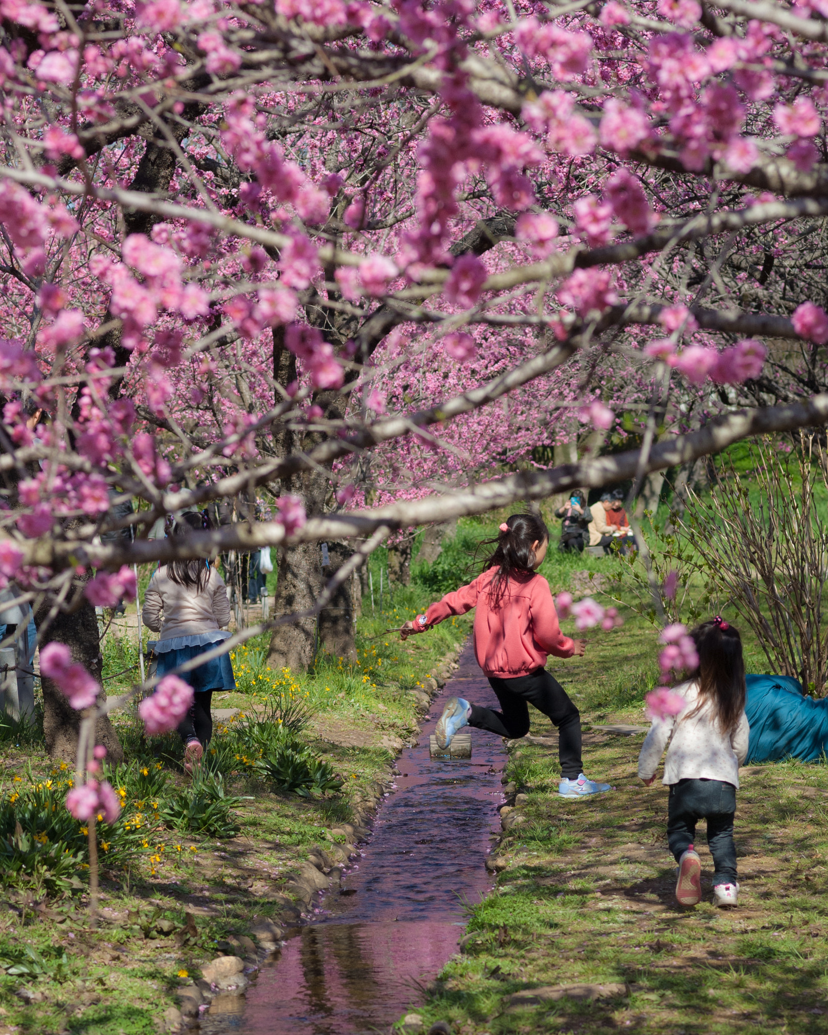 Pentax K200D + Pentax smc FA 77mm 1.8 Limited sample photo. Peach brook photography