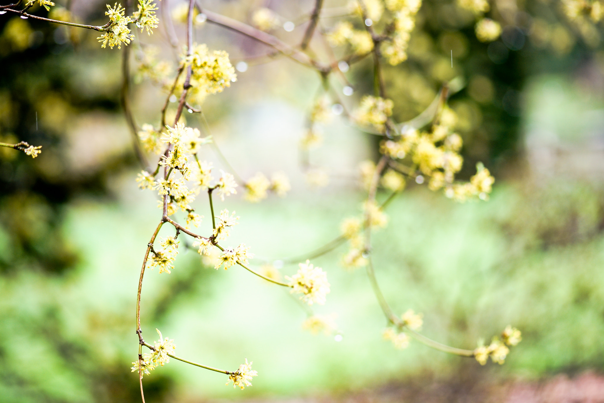 Sony a99 II + Tamron SP AF 90mm F2.8 Di Macro sample photo. Brooklyn photography