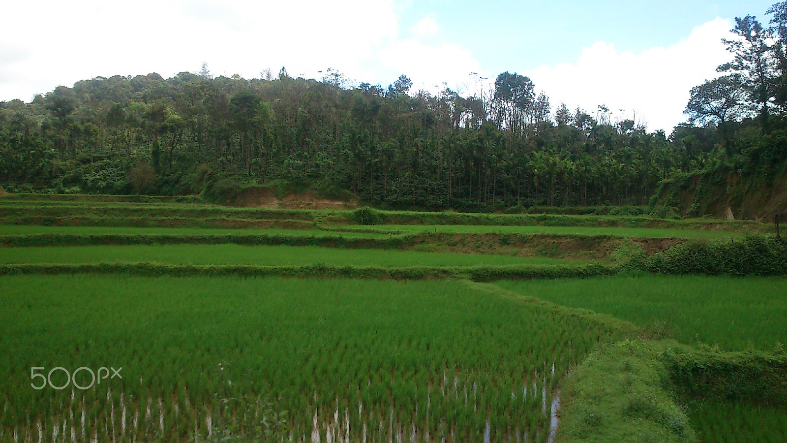 Sony Ericsson Live with Walkman sample photo. Go green! photography