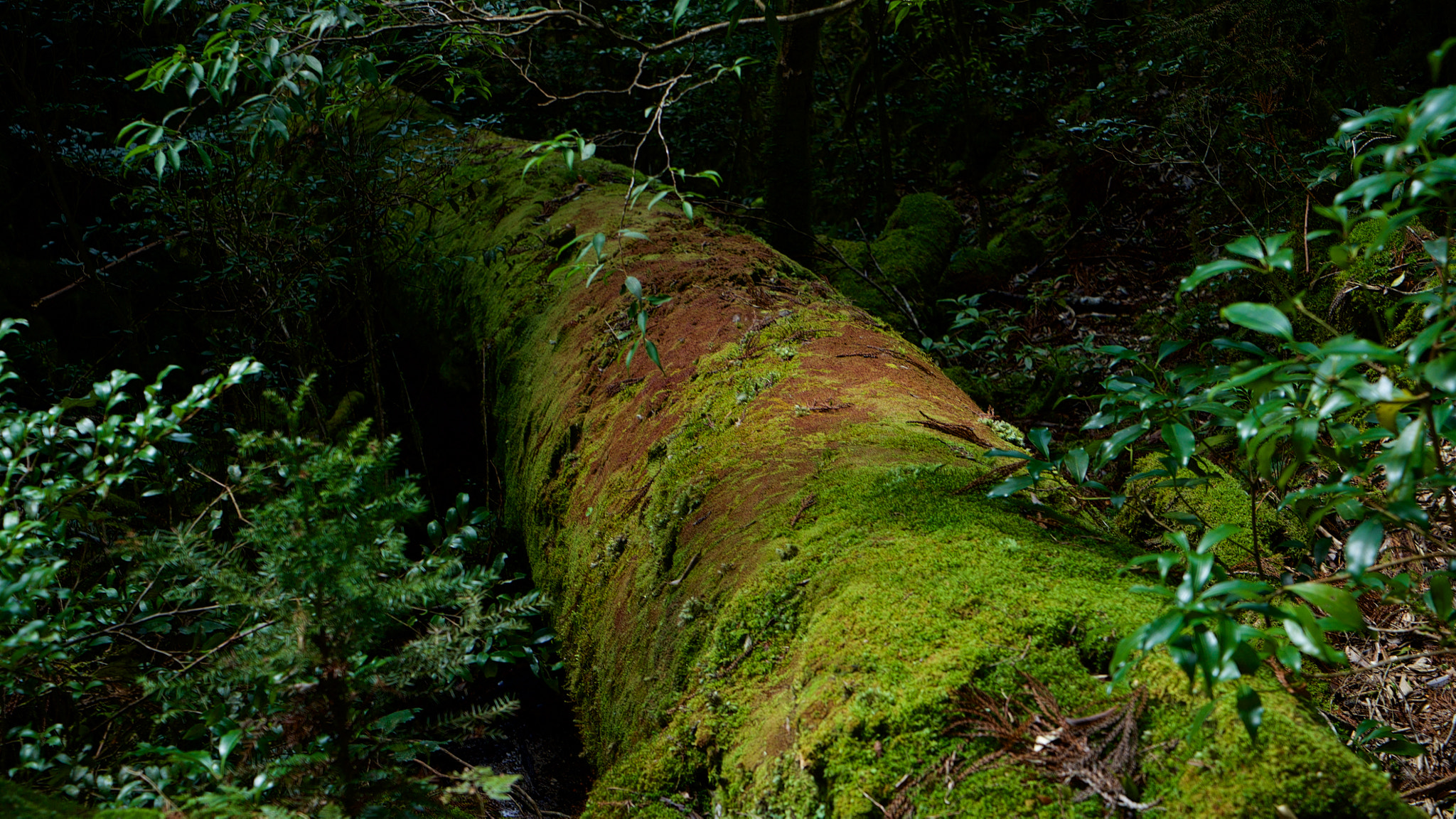 Sony Vario Tessar T* FE 24-70mm F4 ZA OSS sample photo. A tree of yakushima wearing moss photography