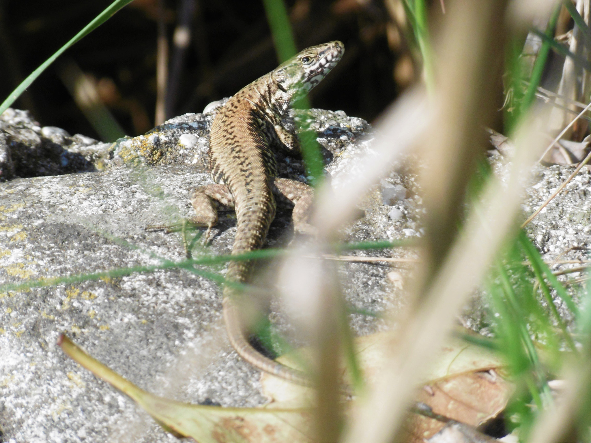 Panasonic DMC-SZ8 sample photo. Lizard photography