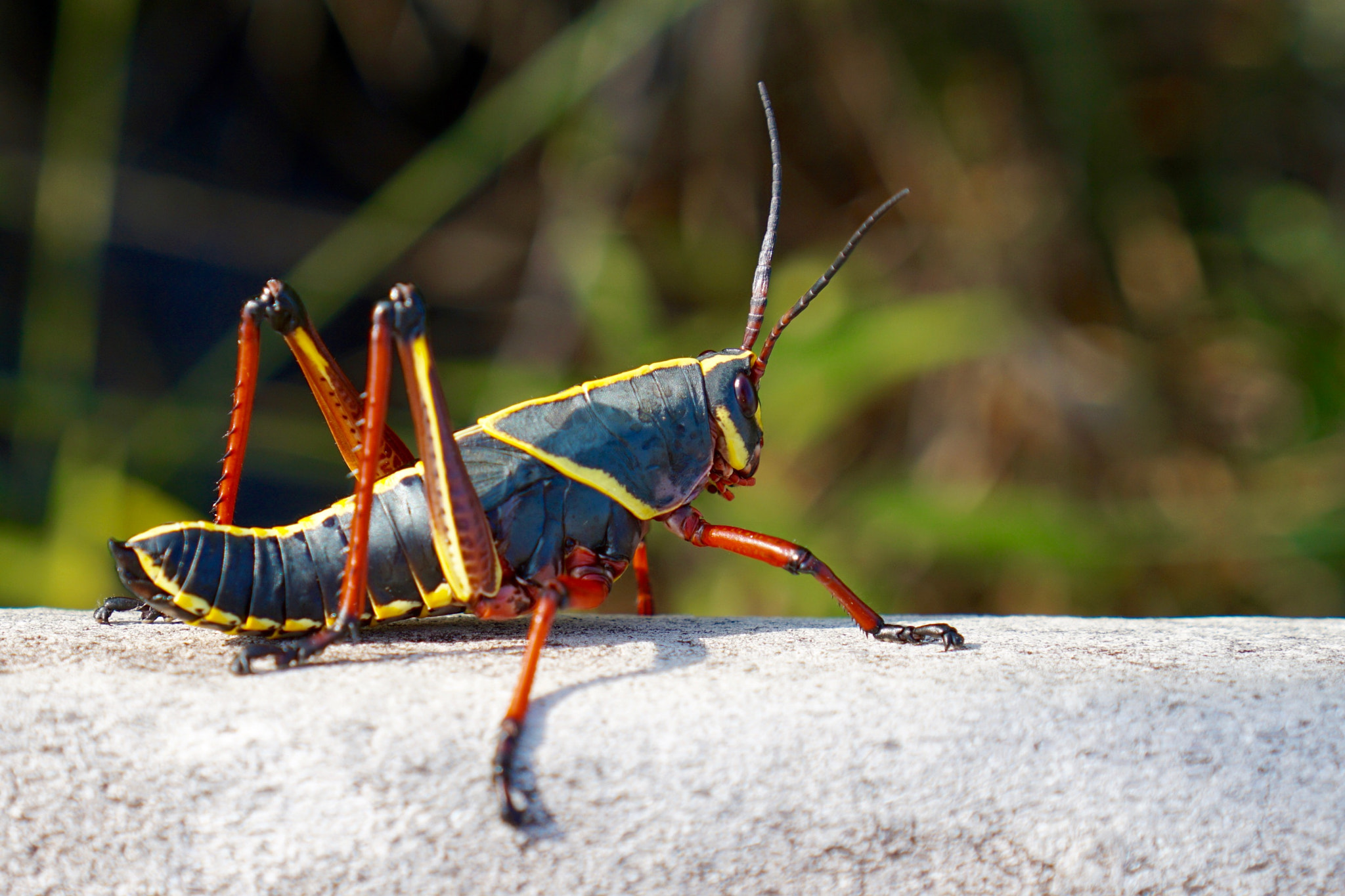 Sony a5100 + Sony E 35mm F1.8 OSS sample photo. Southeastern lubber grasshopper photography