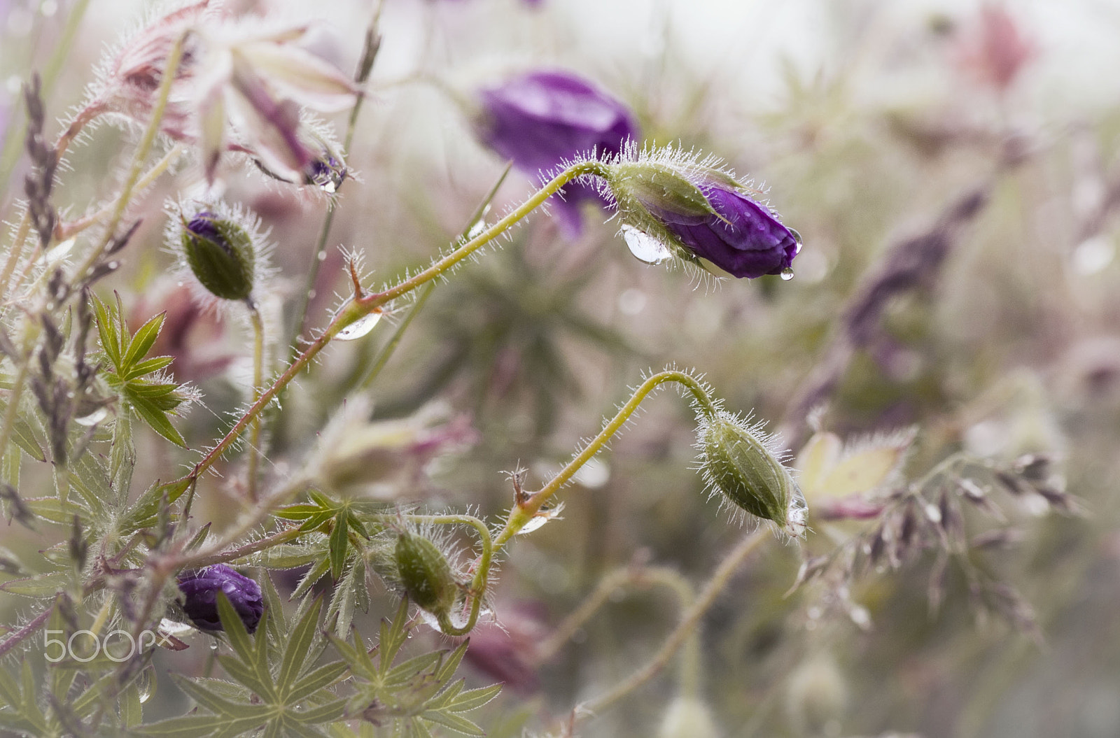 Nikon D60 sample photo. Morning dew photography