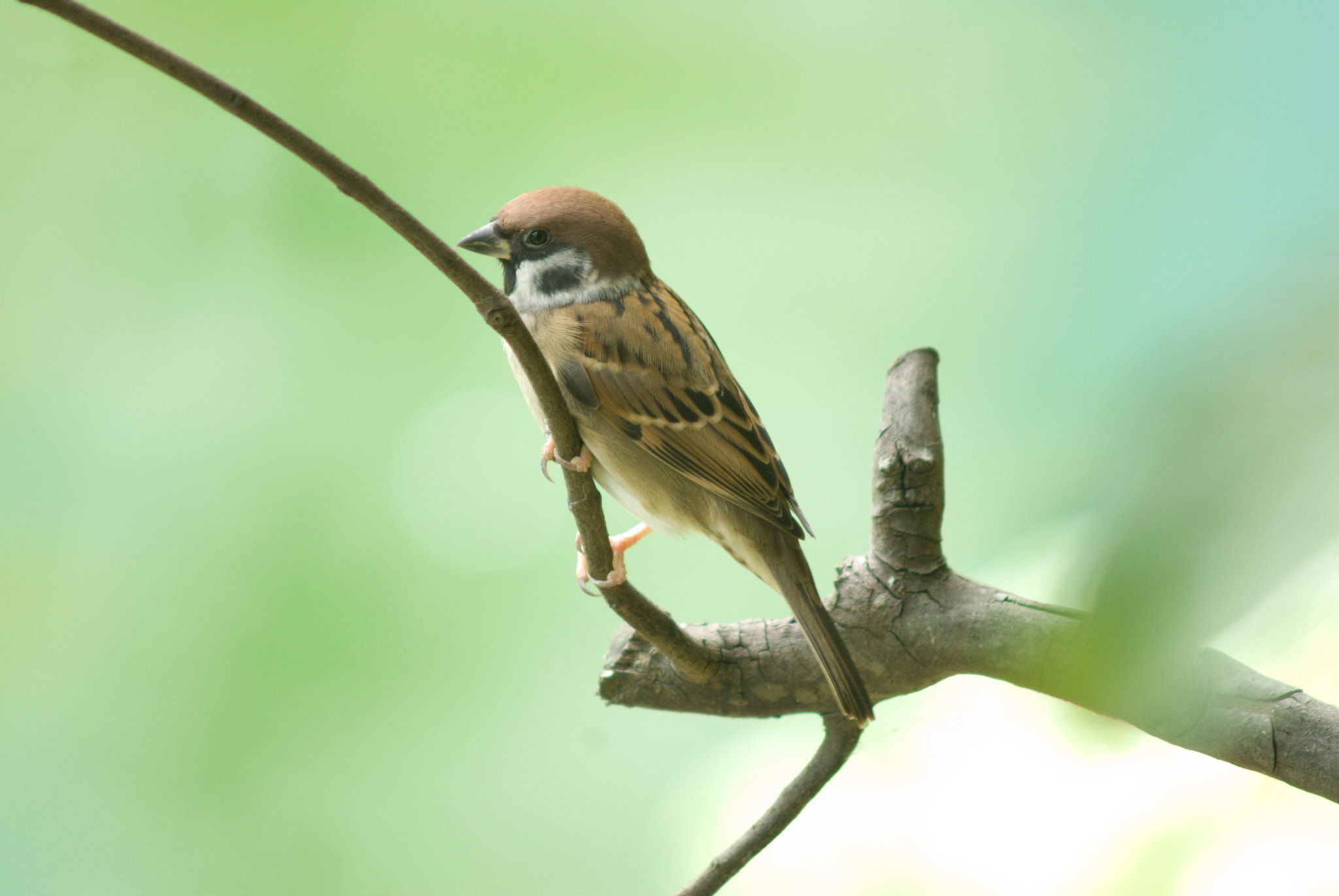 Nikon D200 sample photo. Tree sparrow photography