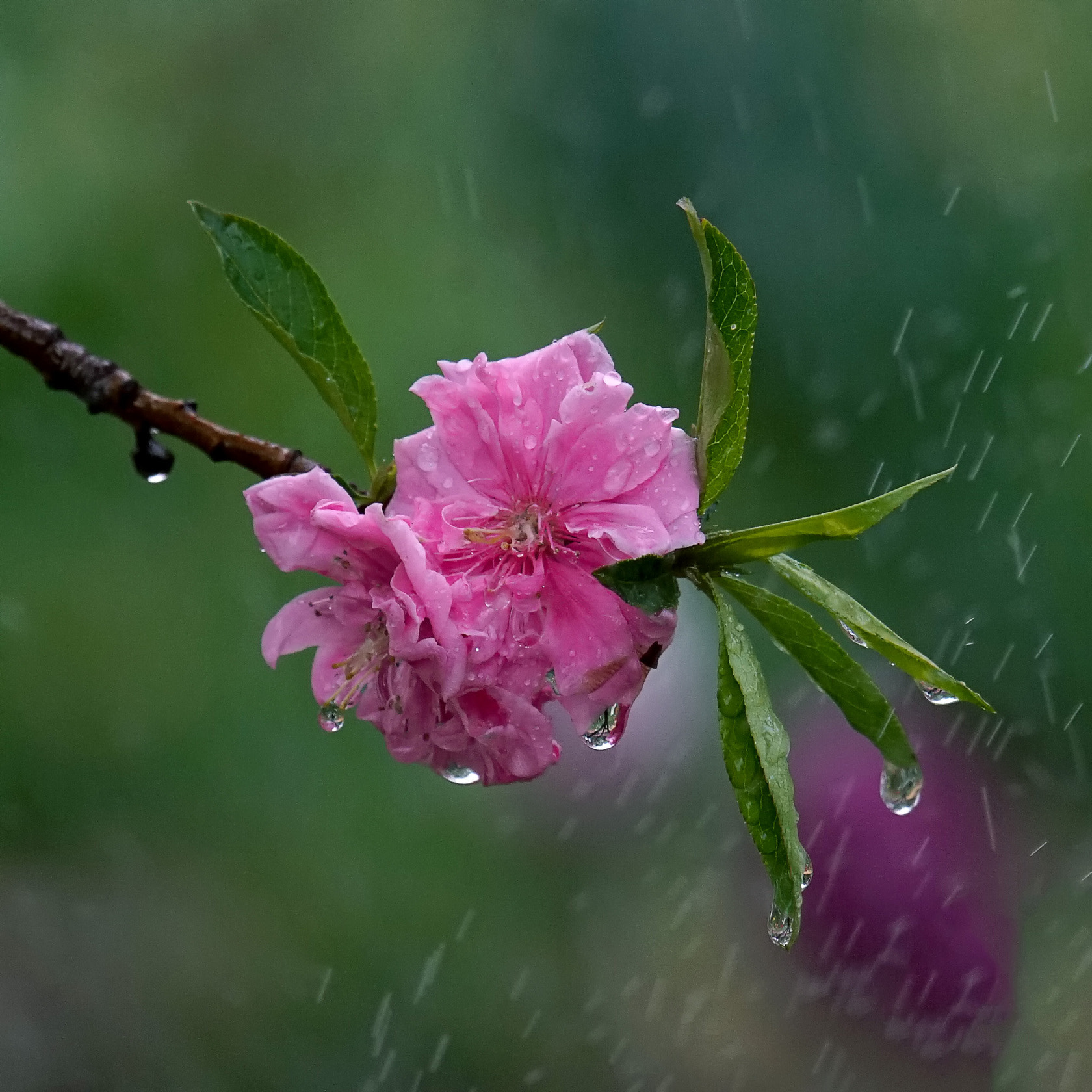 Sony 70-400mm F4-5.6 G SSM II sample photo. 【原摄】桃花带雨 photography
