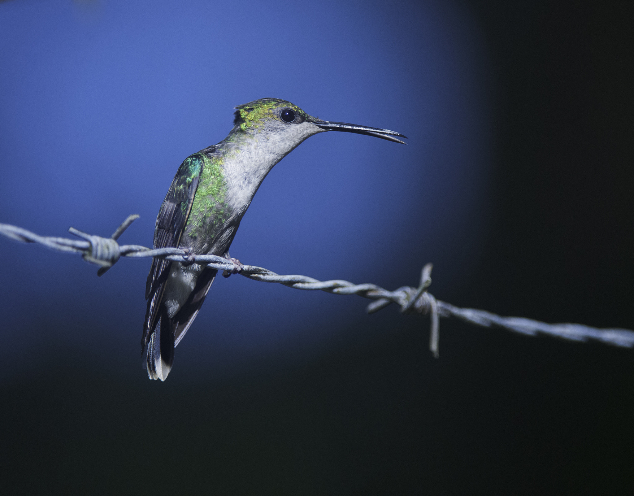 Nikon D3X sample photo. Colibrí esmeralda capirotada photography