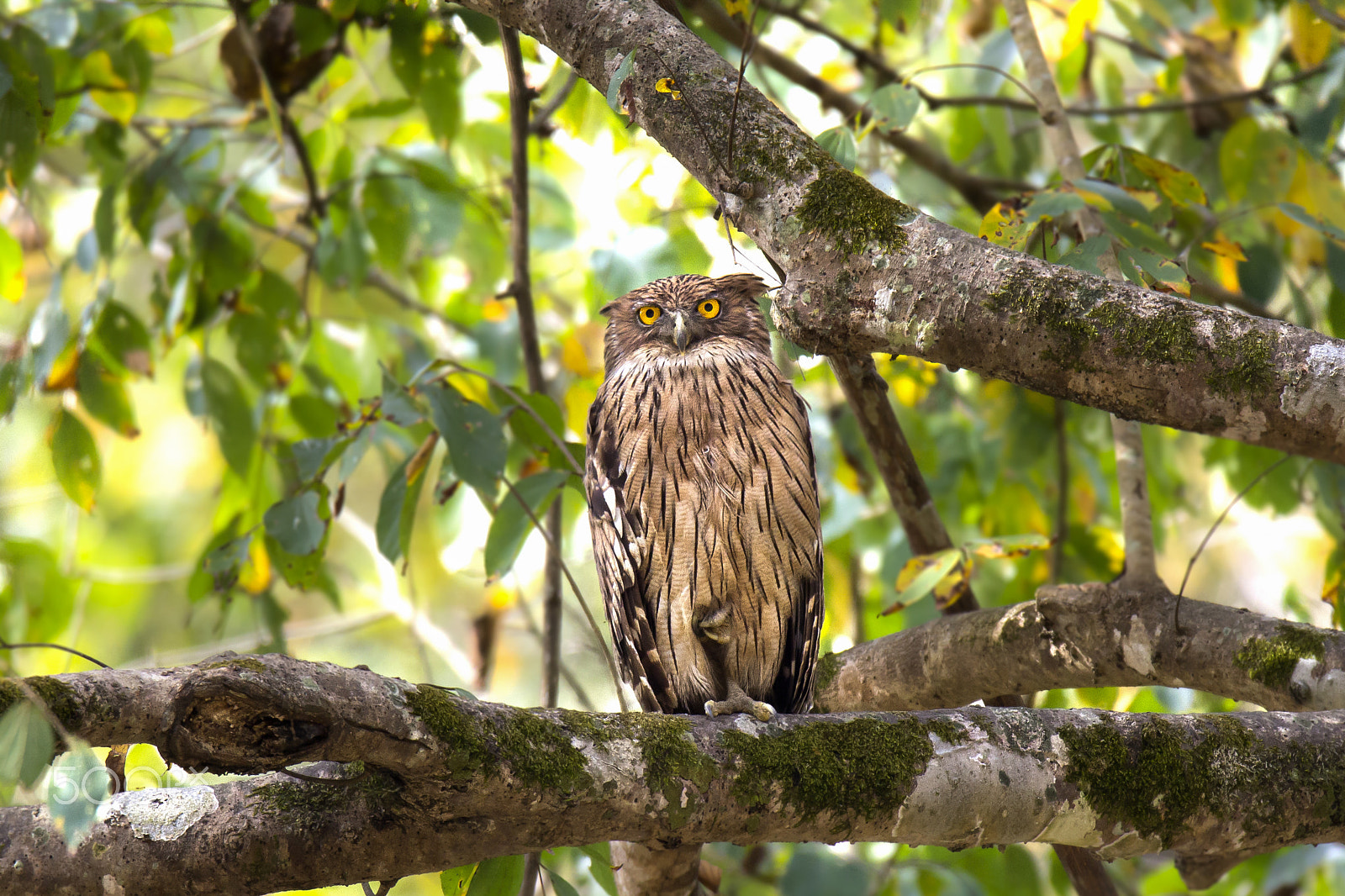 Sigma 150-600mm F5-6.3 DG OS HSM | C sample photo. C u t e photography