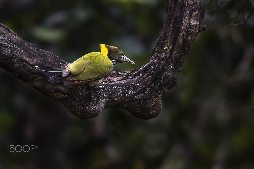 Sigma 150-600mm F5-6.3 DG OS HSM | C sample photo. Yellow nape woodpecker photography