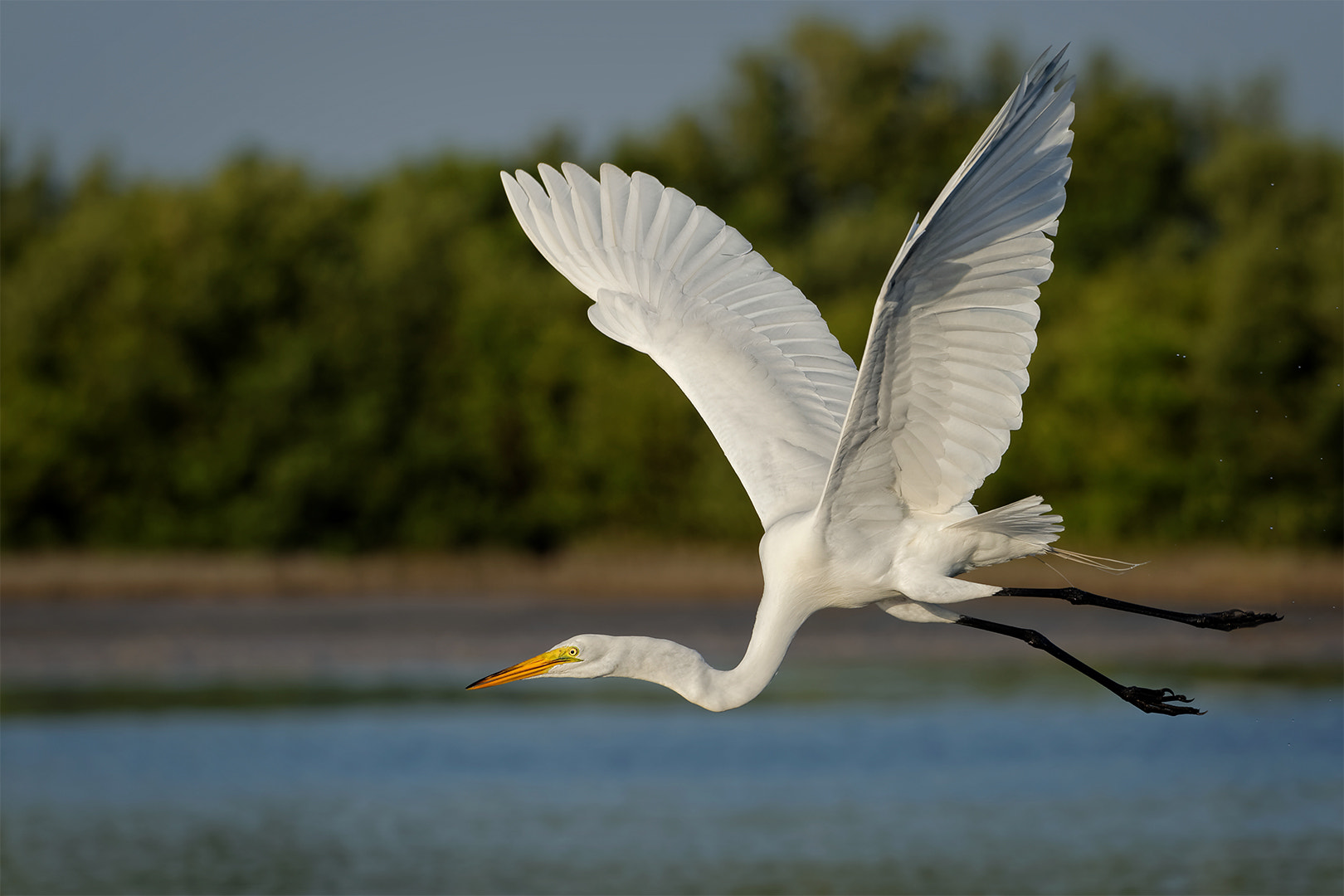 Nikon AF-S Nikkor 200-500mm F5.6E ED VR sample photo. Egret takeoff 4 photography