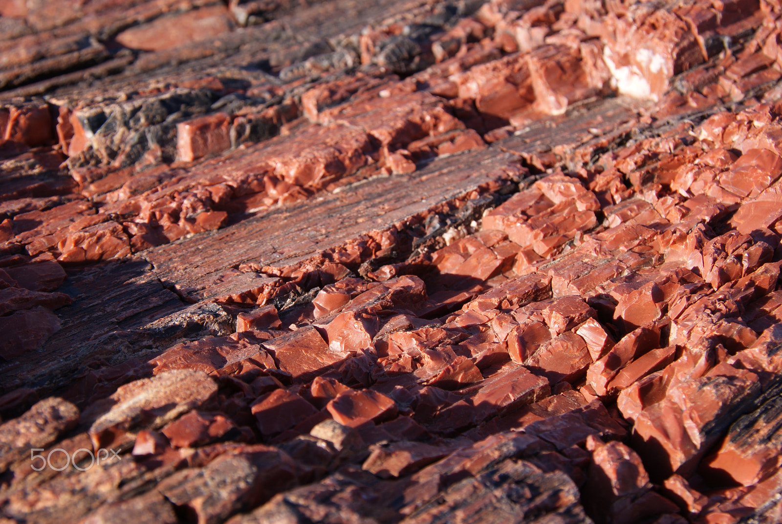 Sony Alpha DSLR-A330 sample photo. Petrified forest photography