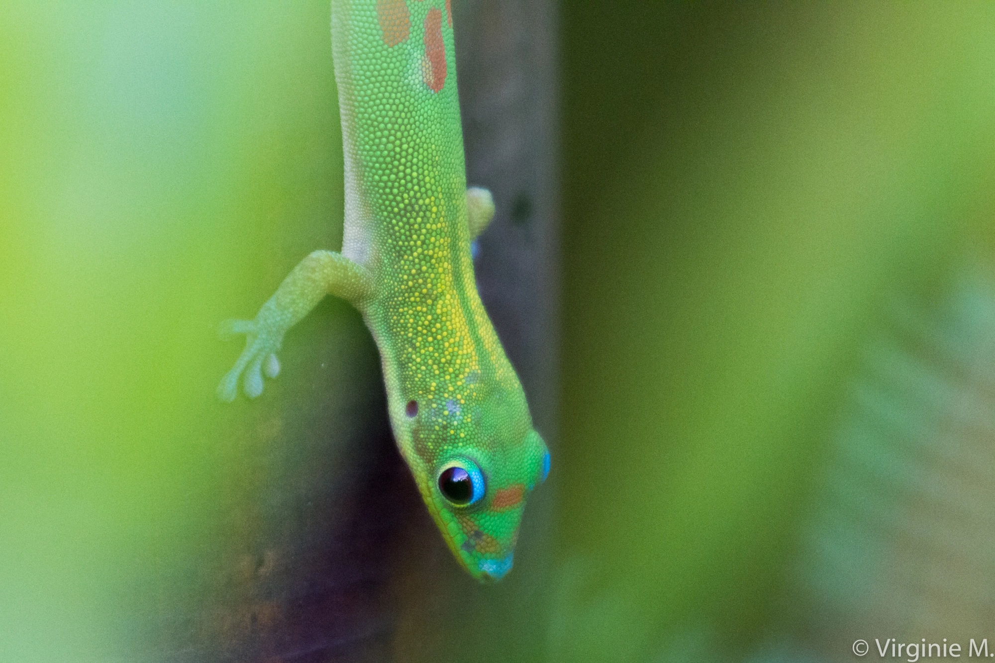 Canon EF 70-200mm F4L USM sample photo. Phelsuma laticauda photography