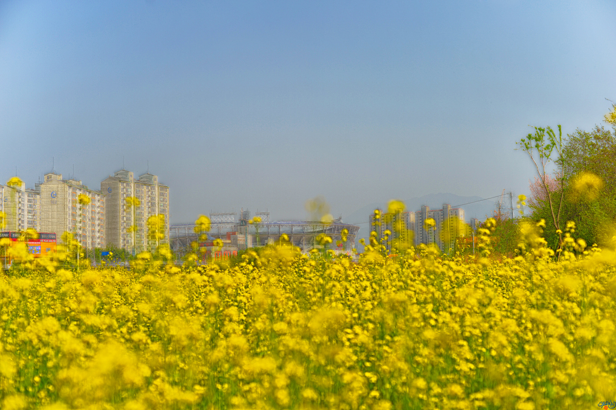 Nikon D4 + Nikon AF Nikkor 50mm F1.4D sample photo. Rape flower photography