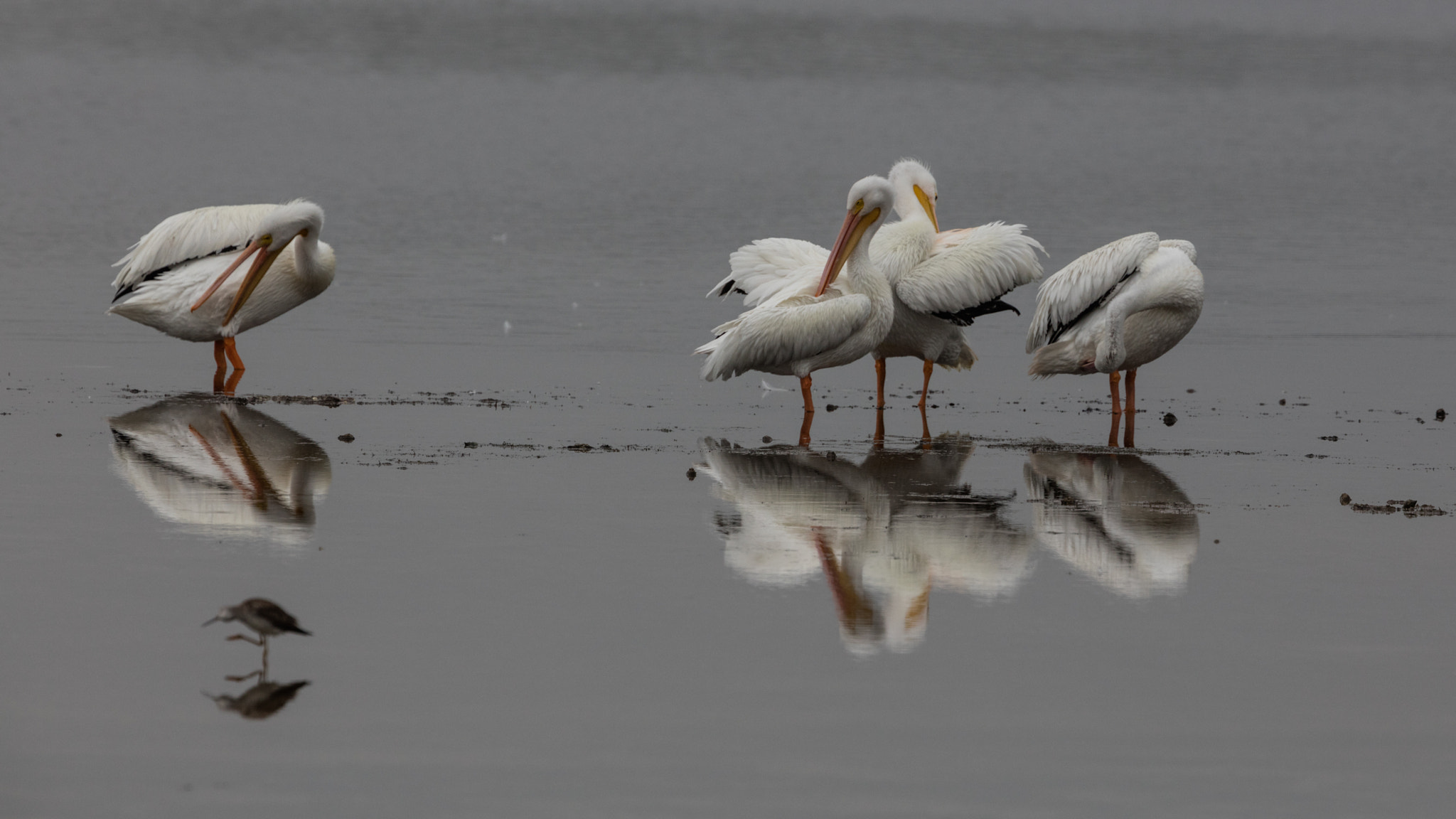 Canon EOS 5DS R + Canon EF 300mm F2.8L IS II USM sample photo. Early morning photography