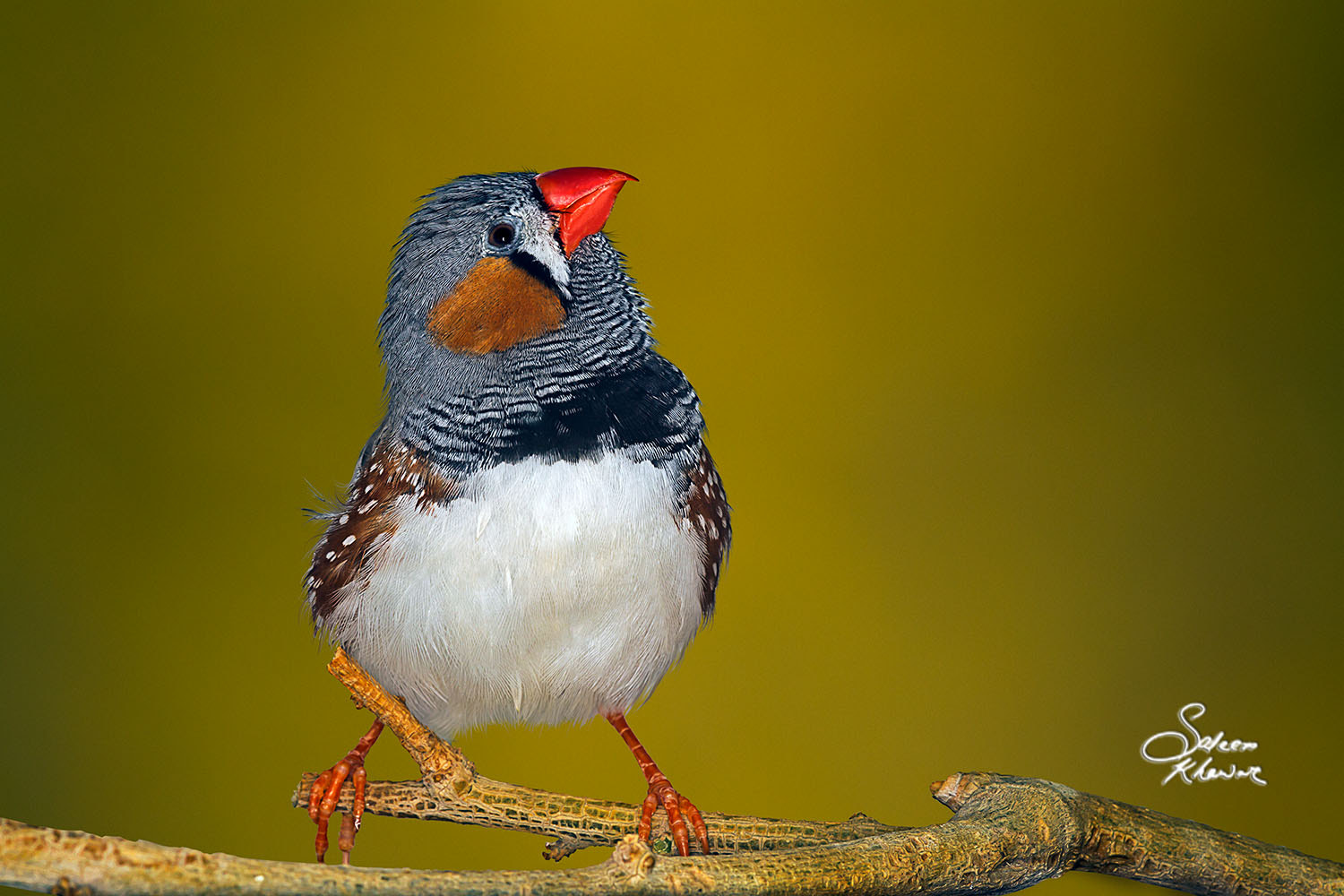 Sigma 150-600mm F5-6.3 DG OS HSM | C sample photo. Sweet little bird(zebra finch). photography