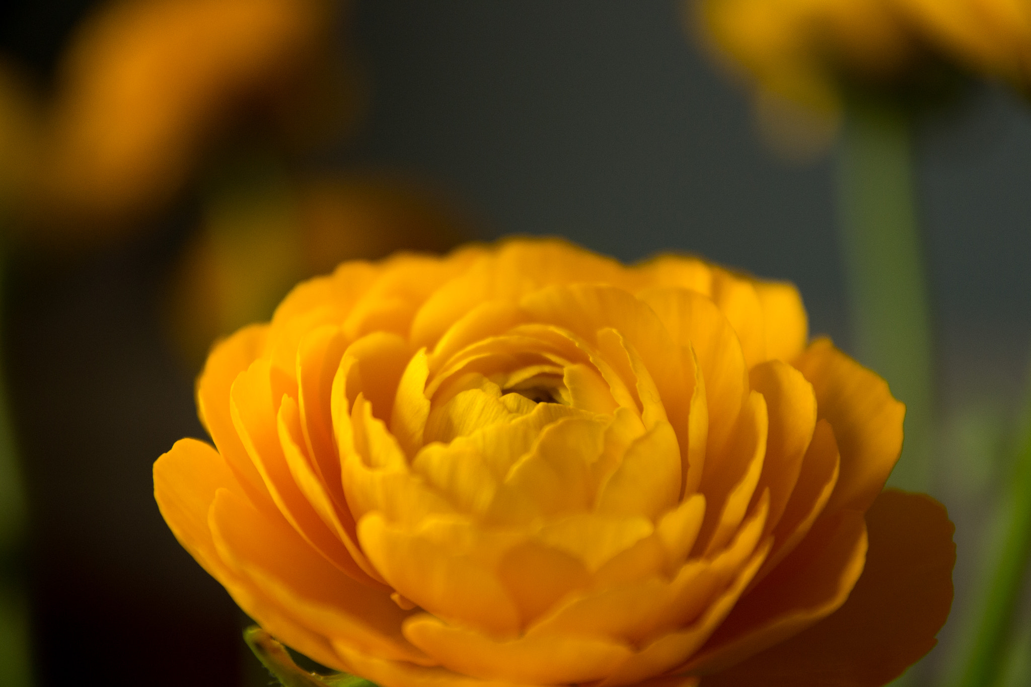 Sigma 17-70mm F2.8-4 DC Macro OS HSM sample photo. Yellow flower photography