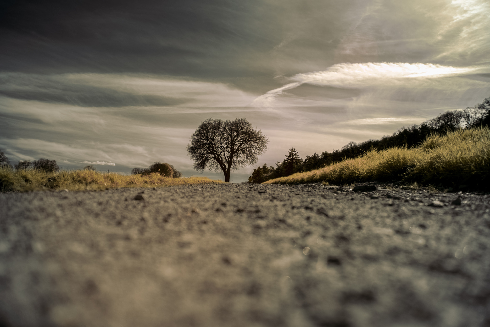 Fujifilm X-E1 + Fujifilm XF 18-135mm F3.5-5.6 R LM OIS WR sample photo. ...smallmenbigtree... photography