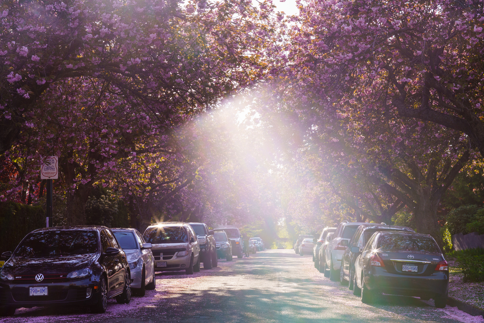 Sony a7R II + Canon EF 85mm F1.2L II USM sample photo. Vancouver cherry blossom photography