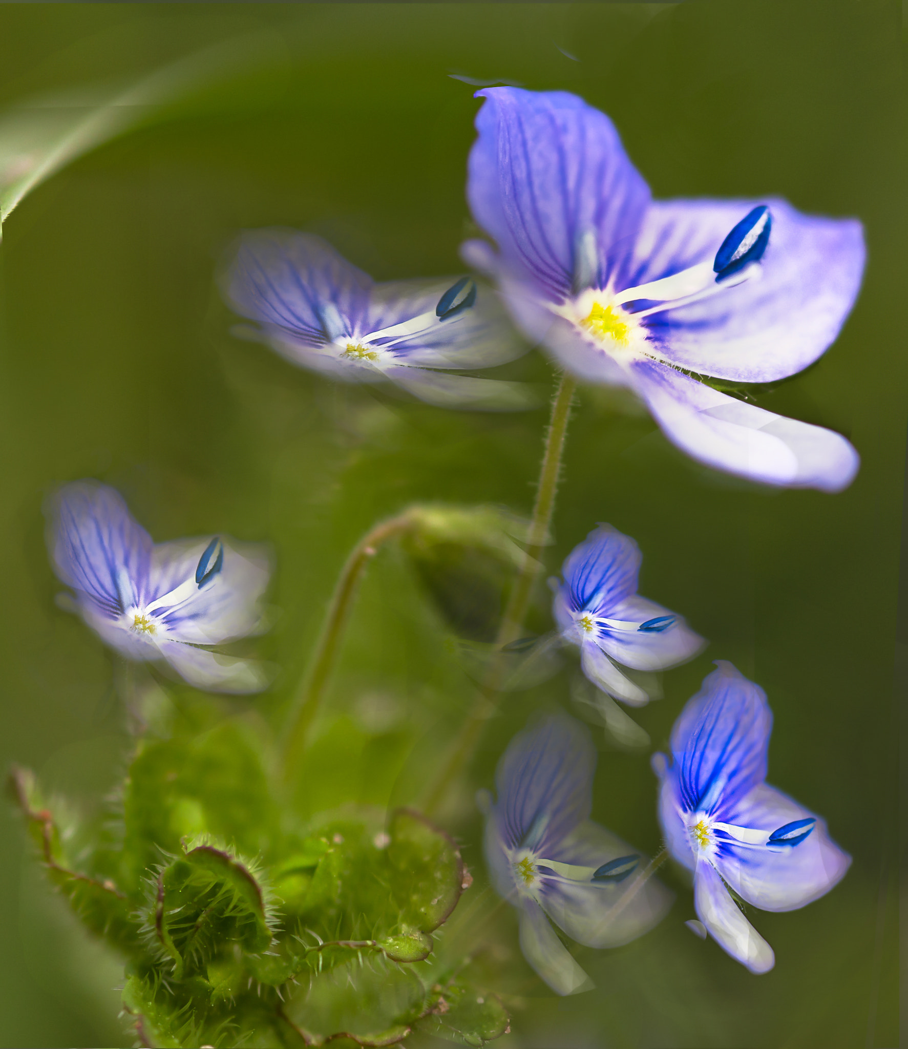 Canon EOS 6D + Sigma 105mm F2.8 EX DG Macro sample photo. Blue photography