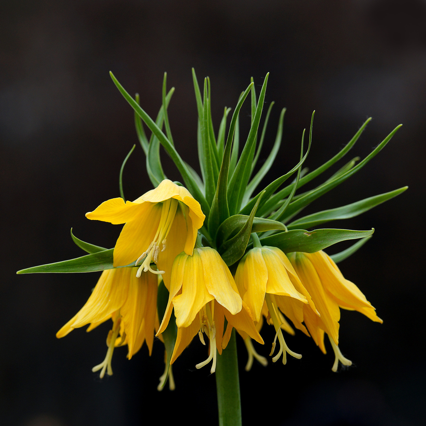 Sony 70-400mm F4-5.6 G SSM II sample photo. 【原摄】冠花贝母 photography
